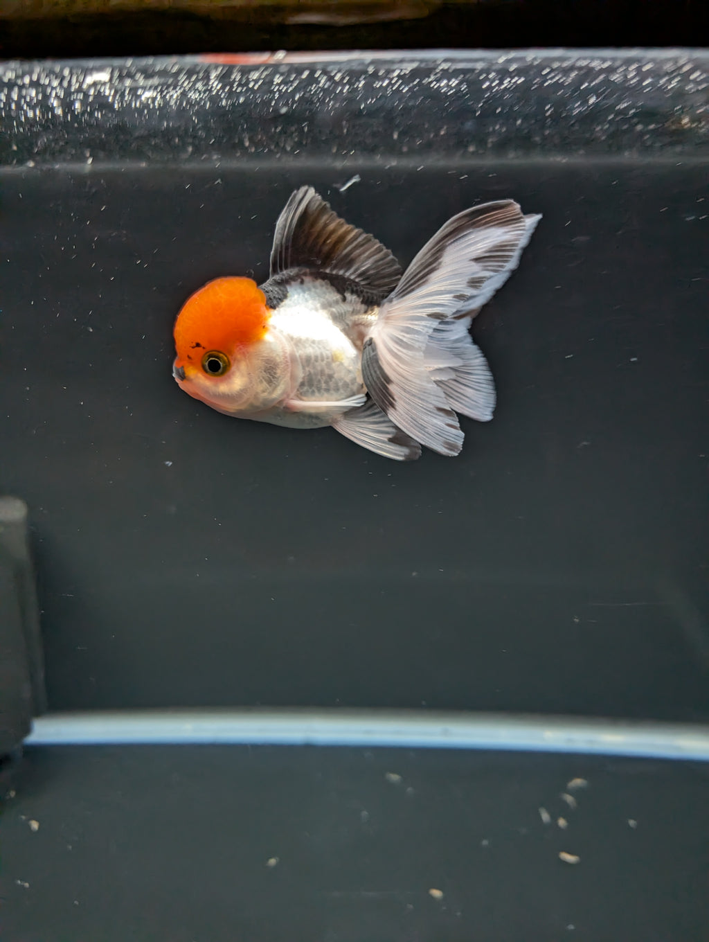 LUIGI *Boss 501 Juvenile Oranda Tricolor 3.5"-4" in.  ID#501T2A-010