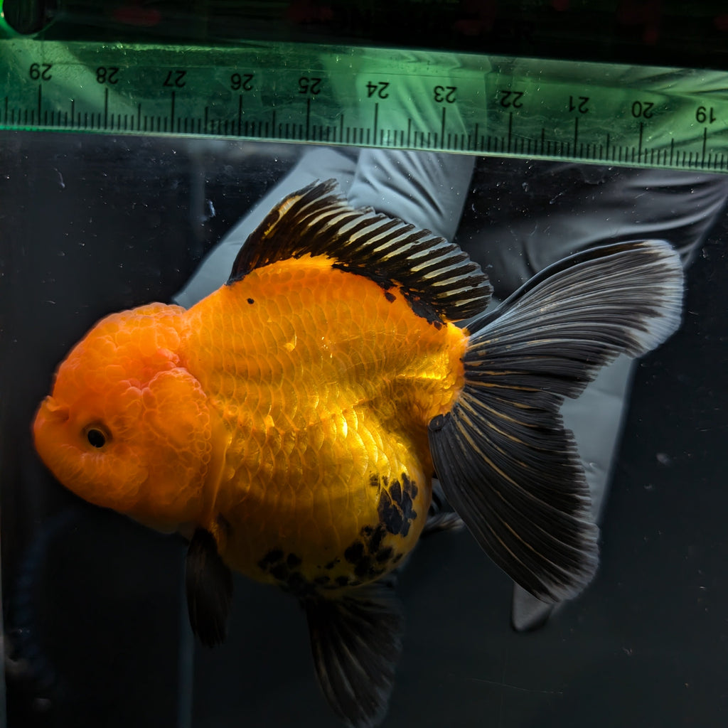 Thai Oranda Red Black  4.5"-5"  ID#718T5B-005