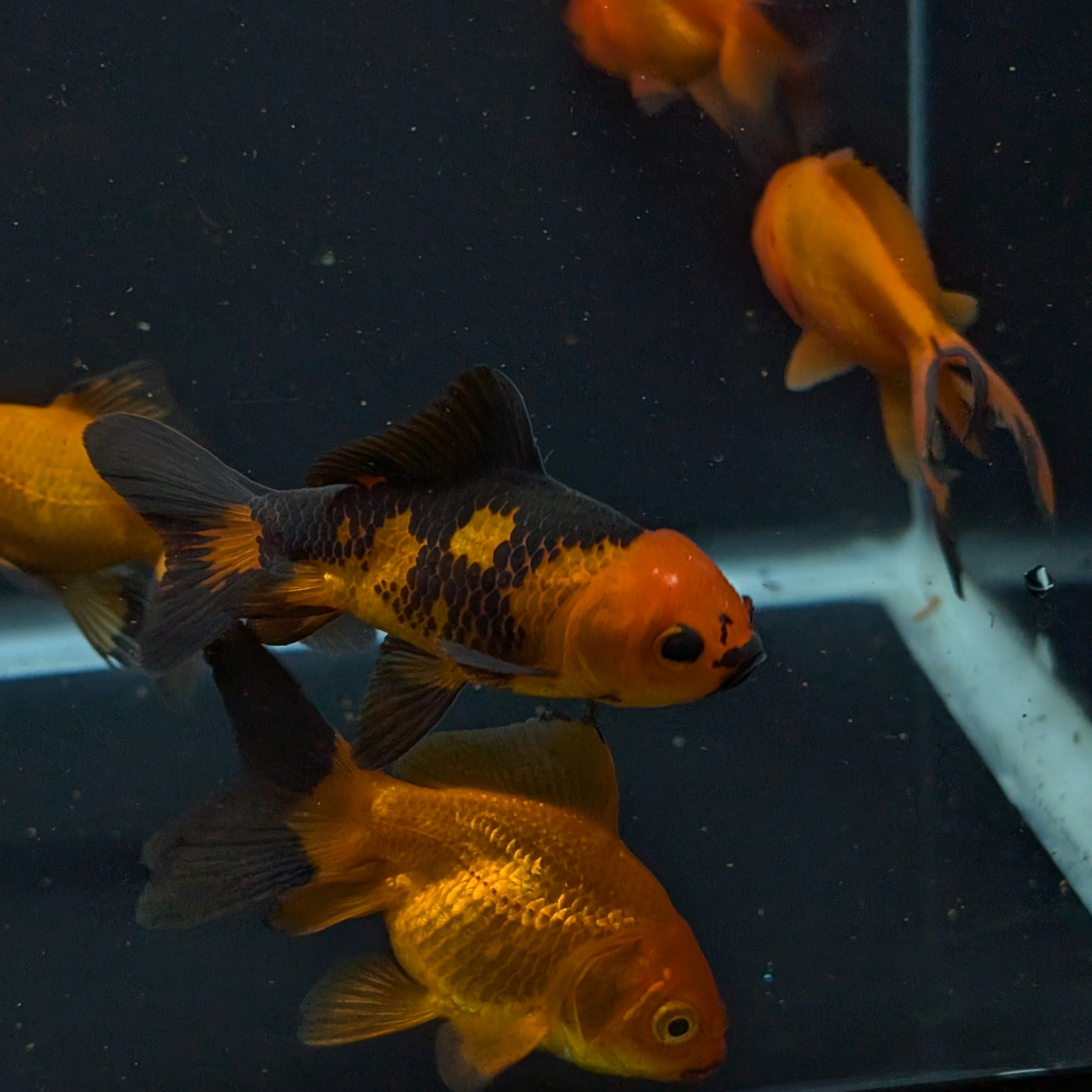 Oranda Red Black *Assorted 2.5"-3" in.