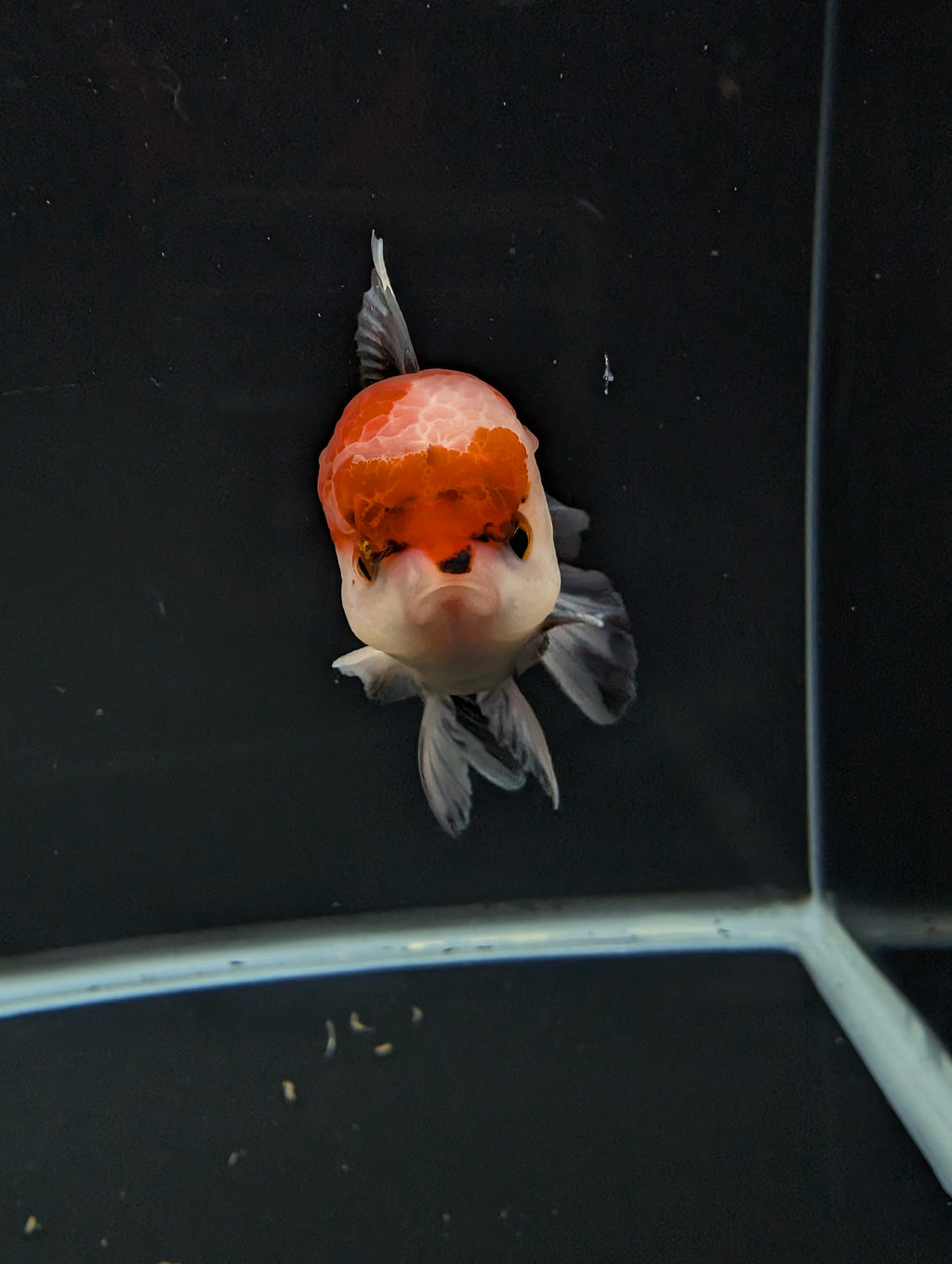 BOWSER *Boss 501 Juvenile Oranda Tricolor 3.5"-4" in.  ID#501T2A-009