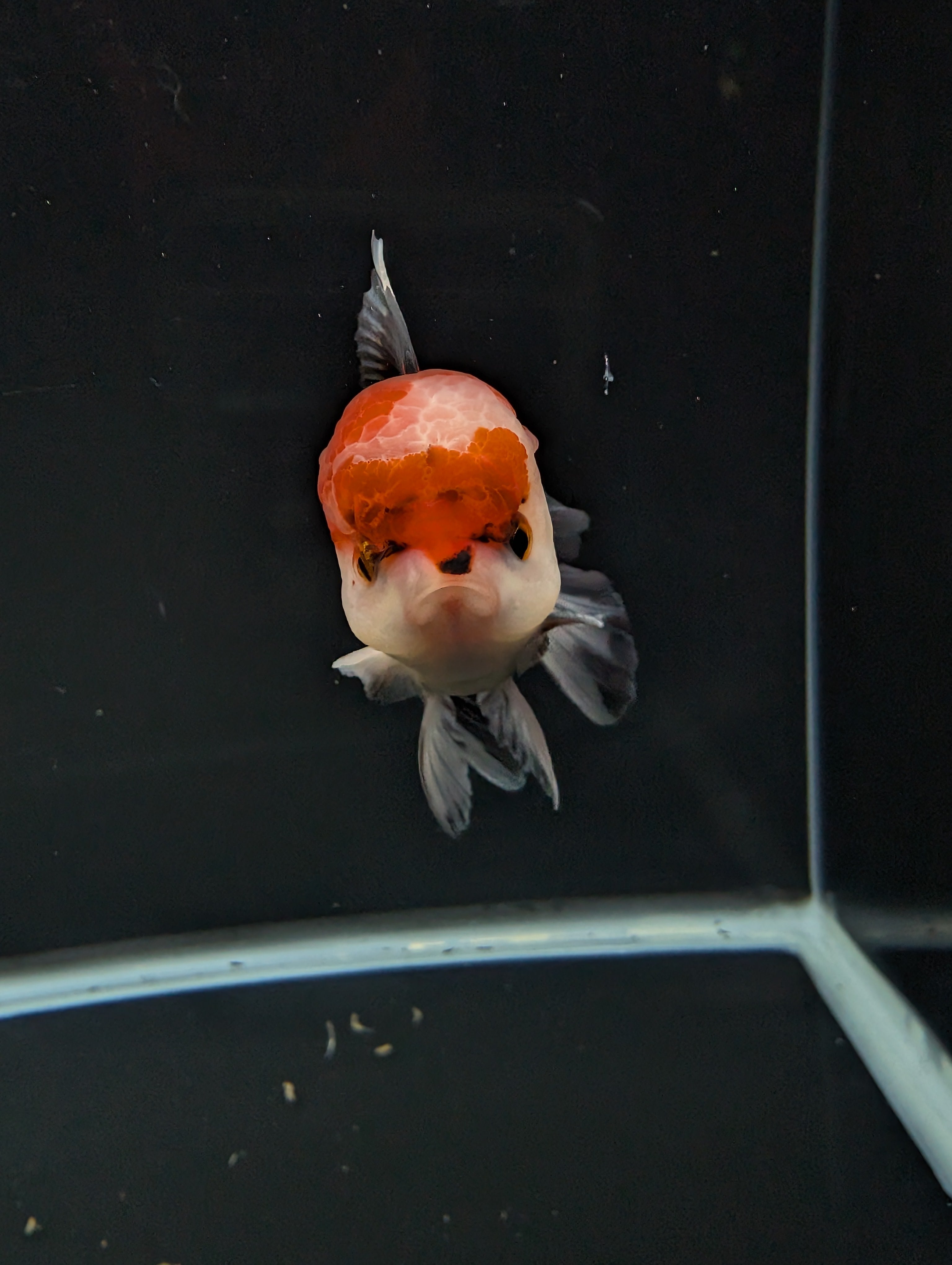 BOWSER *Boss 501 Juvenile Oranda Tricolor 3.5"-4" in.  ID#501T2A-009