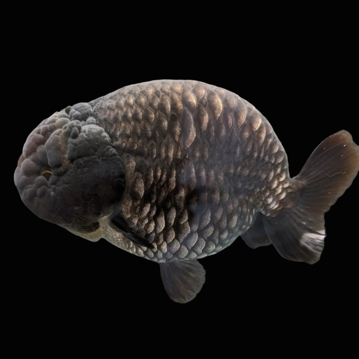 Jumbo Ranchu Dragon Scale Blue / Black 4.5"-5" in. ID#1009R8A-055