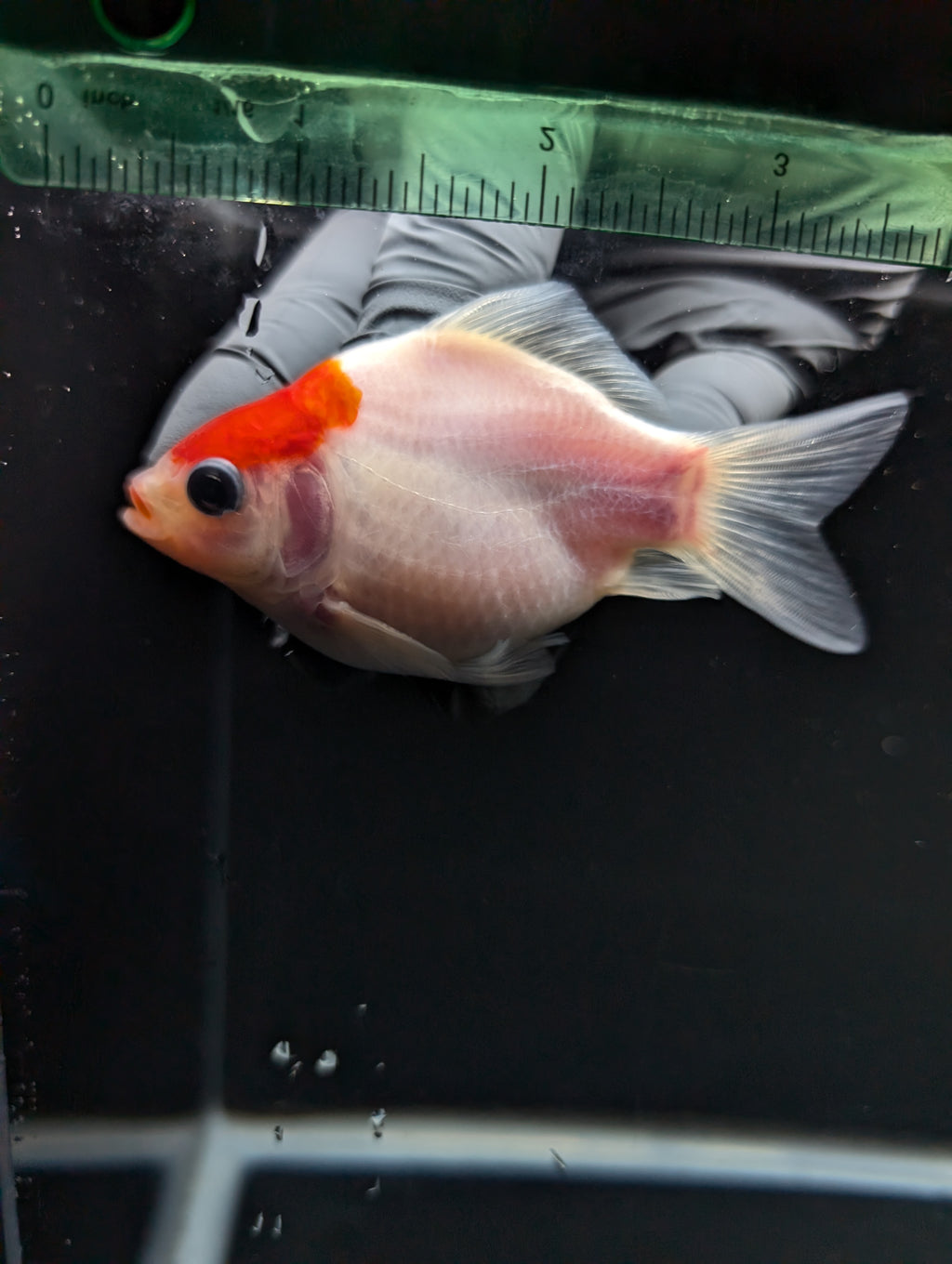 Tamasaba Red White 3"-3.5" in. ID#1009TM1B-002