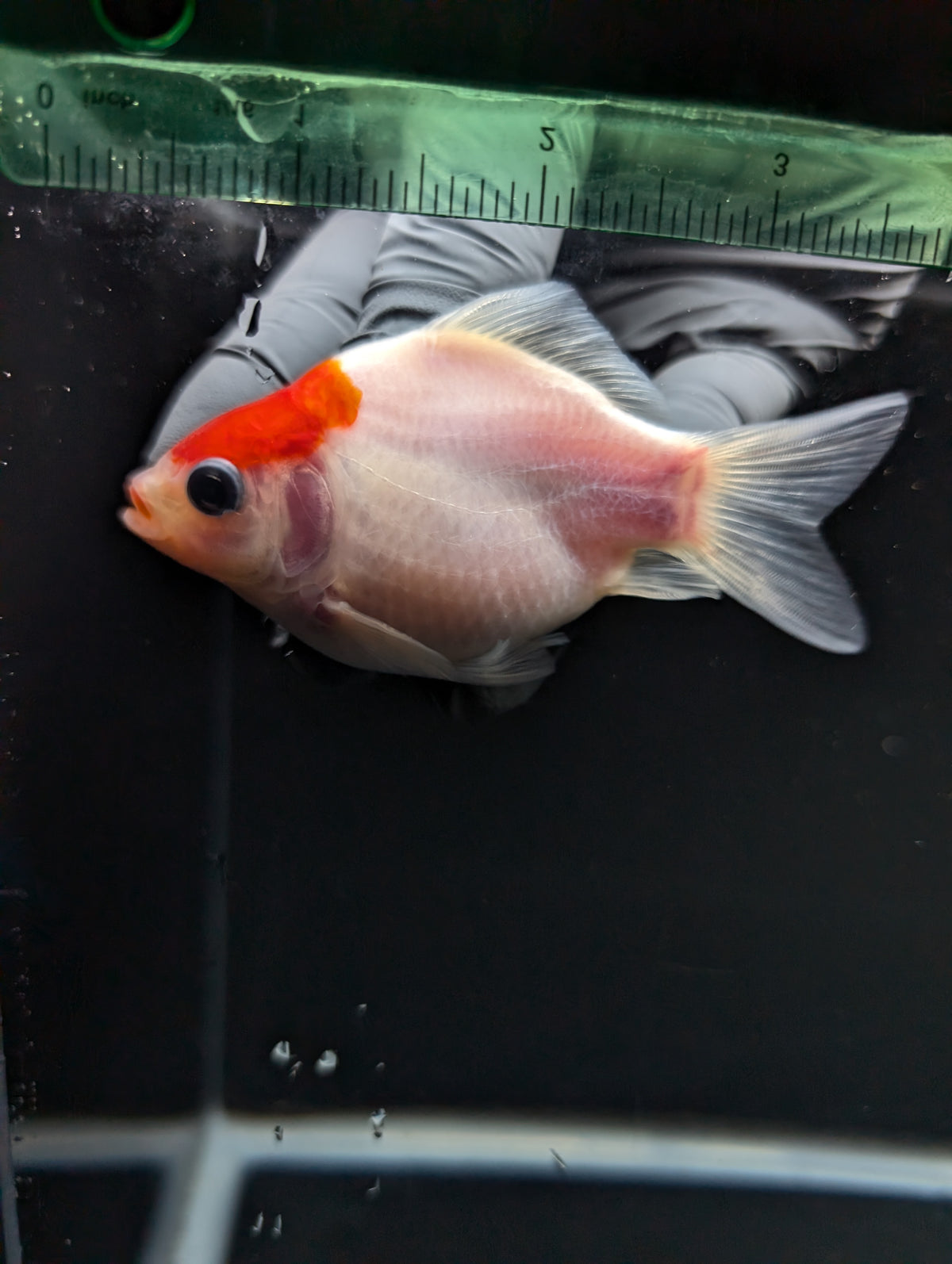 Tamasaba Red White 3"-3.5" in. ID#1009TM1B-002