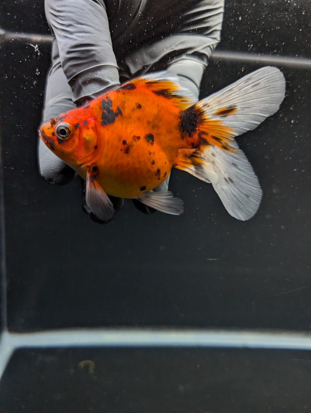 Tamasaba Calico 3"-3.5" in. ID#1009TM1B-011