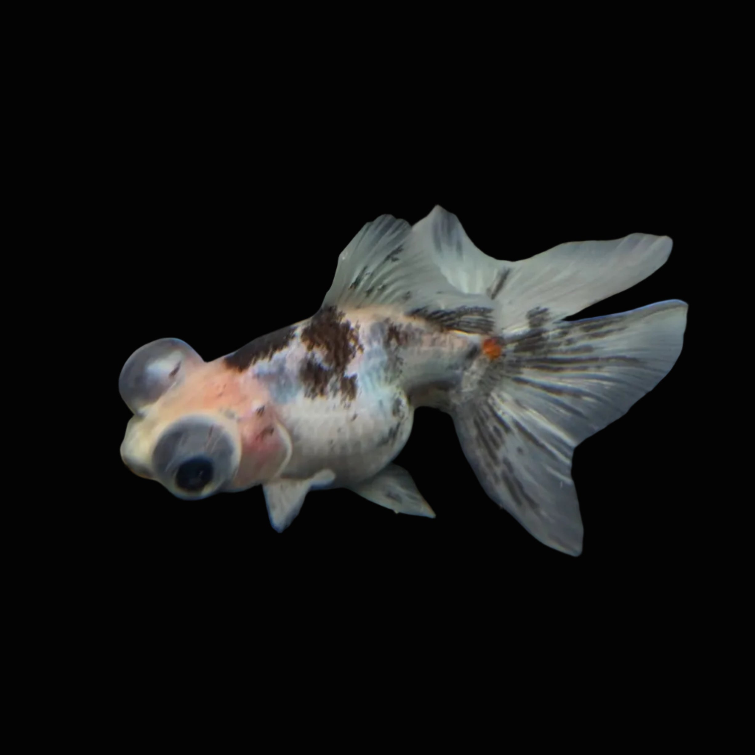 Telescope Butterfly Calico 3.5"-4" in. ID#508B4A-014