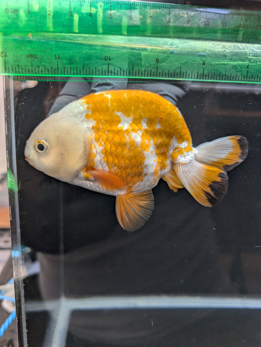Thai Jumbo Ranchu  *Special Color Calico 4"-4.5" in. ID#807R9A-002 Please See Notes.