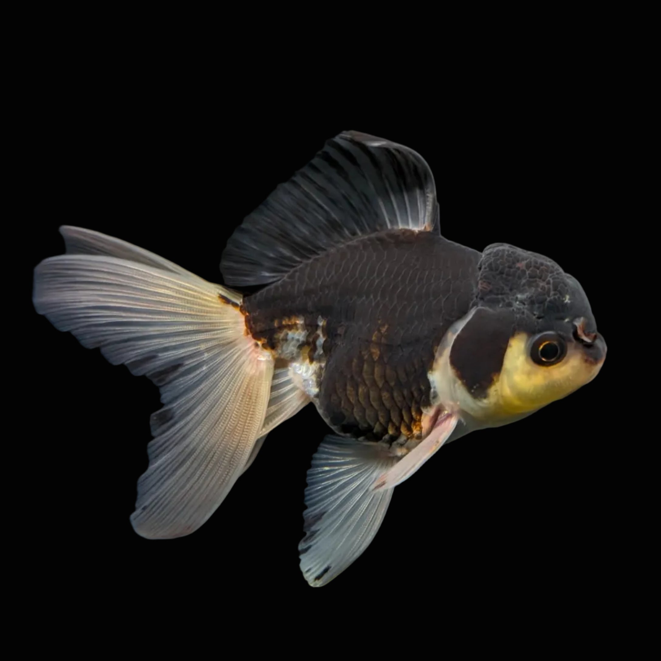 Thai Juvenile Oranda Panda 3.5"-4"in.  ID#724T1A-024