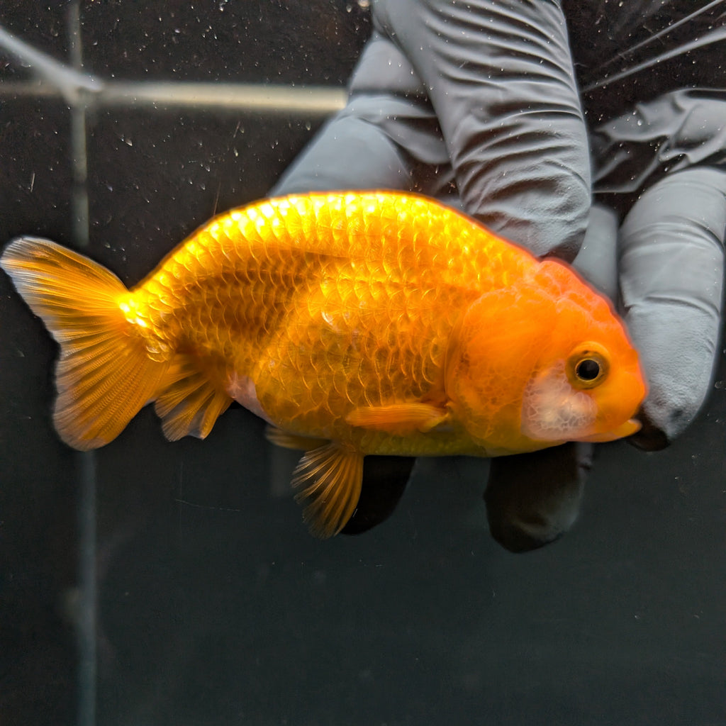 Ranchu Red White 3.5"-4"in. ID#828R4A-022