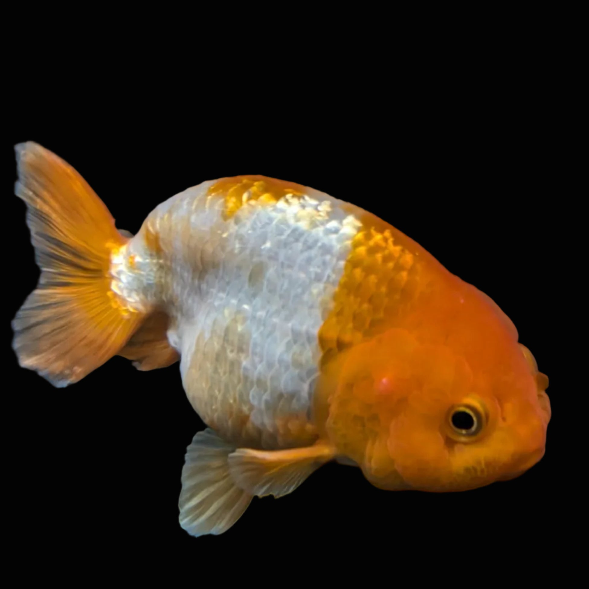Ranchu Red White 4"-4.5"in. ID#821R4A-057