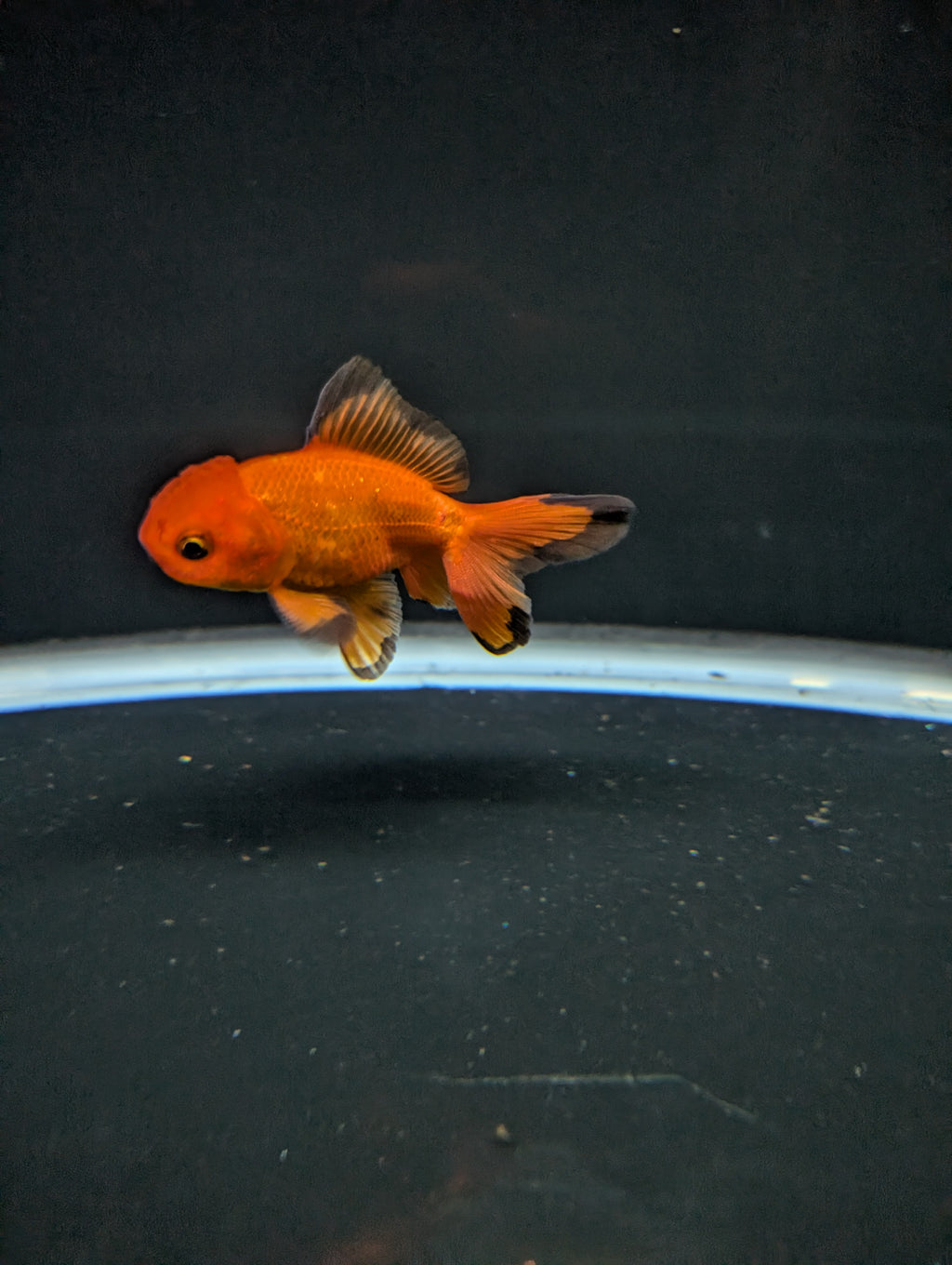 Juvenile Oranda Red Black 3"-3.5"in.  ID#522T1A-004 Please See Notes.