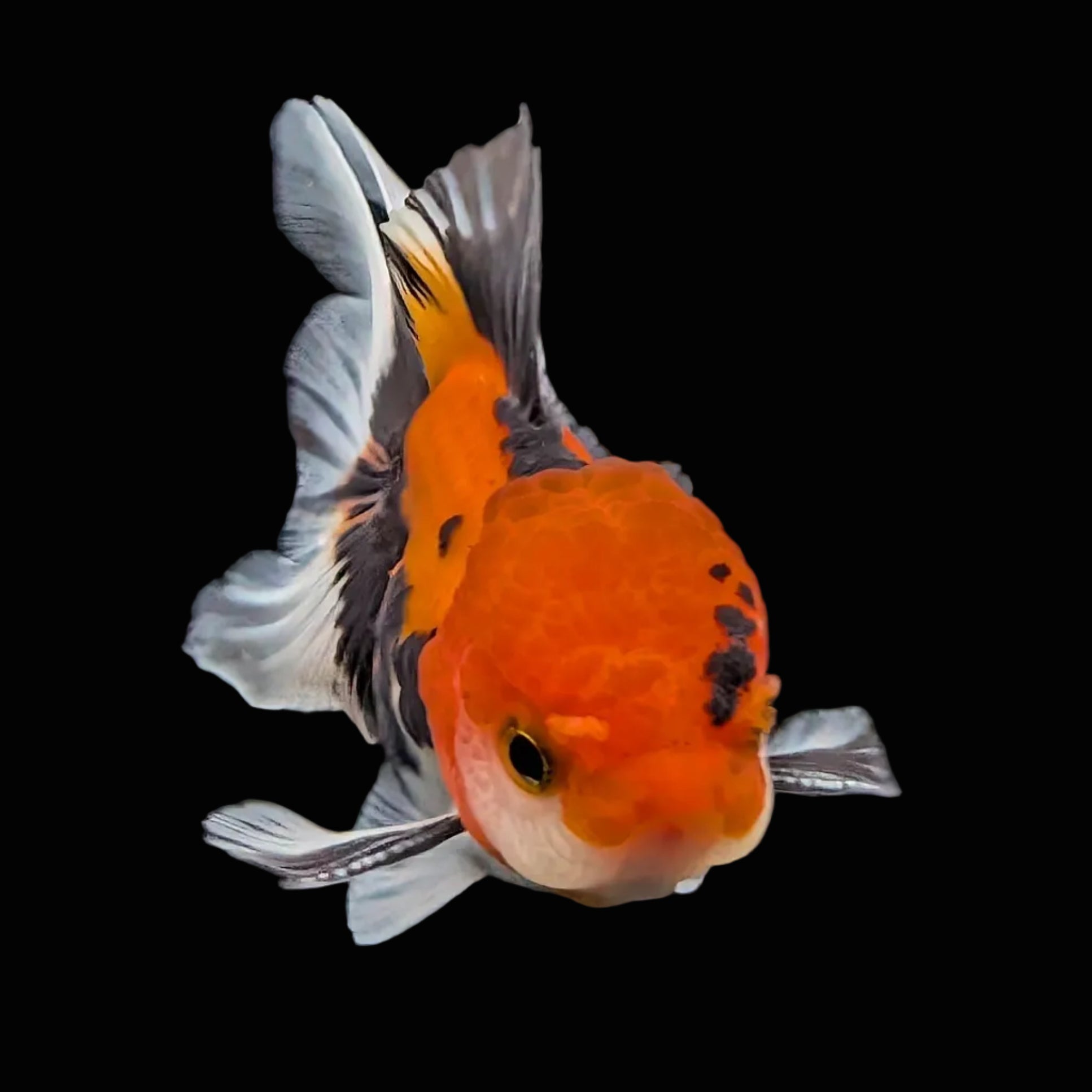 Juvenile Oranda Tricolor 3.5"-4" in.  ID#424T1A-003