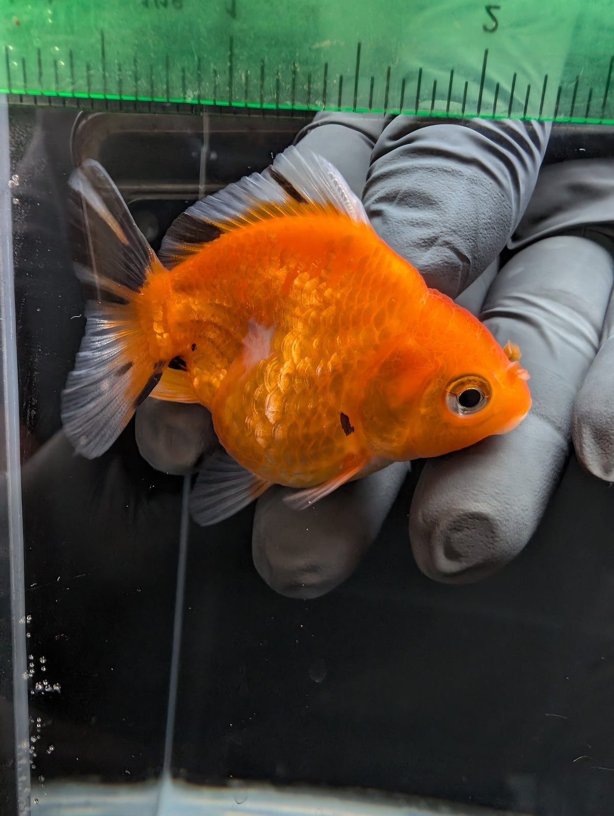 Baby Thai Shogun Oranda Tricolor 2"-2.5" in. ID#1023BSG11A-029