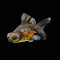 Telescope Butterfly Kirin Calico 3.5"-4" in. ID#612B6B-059