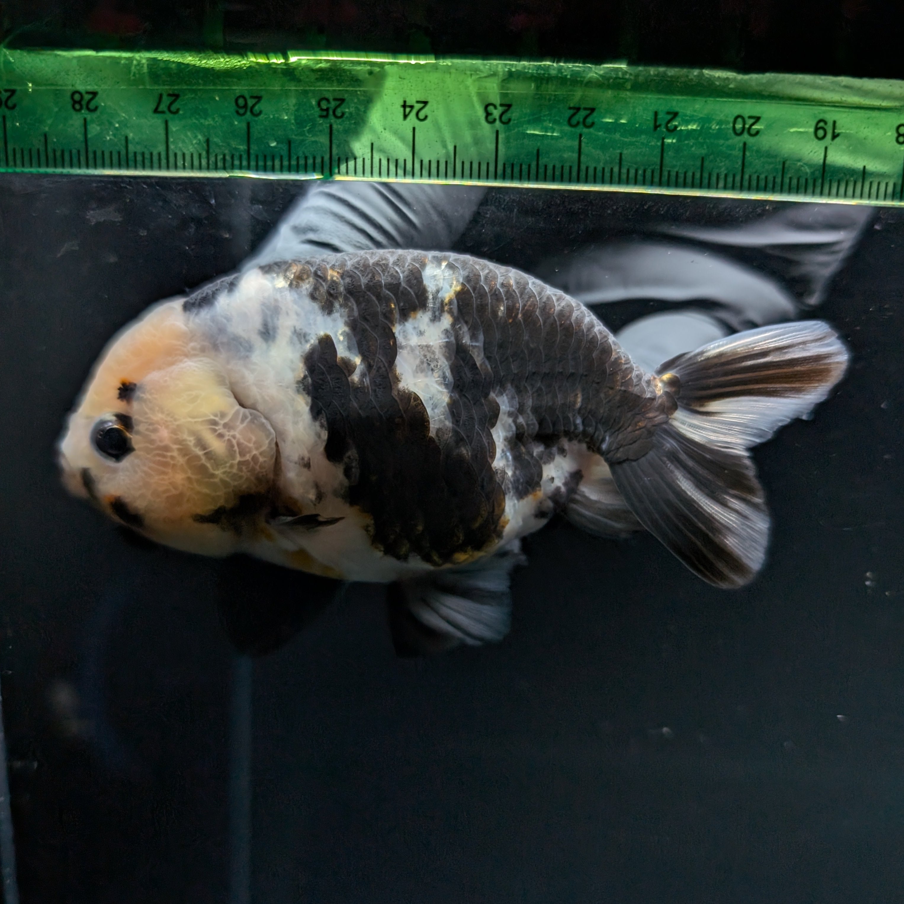 Jumbo Ranchu Milk Cow 3.5"- 4" in. ID#703R8A-009