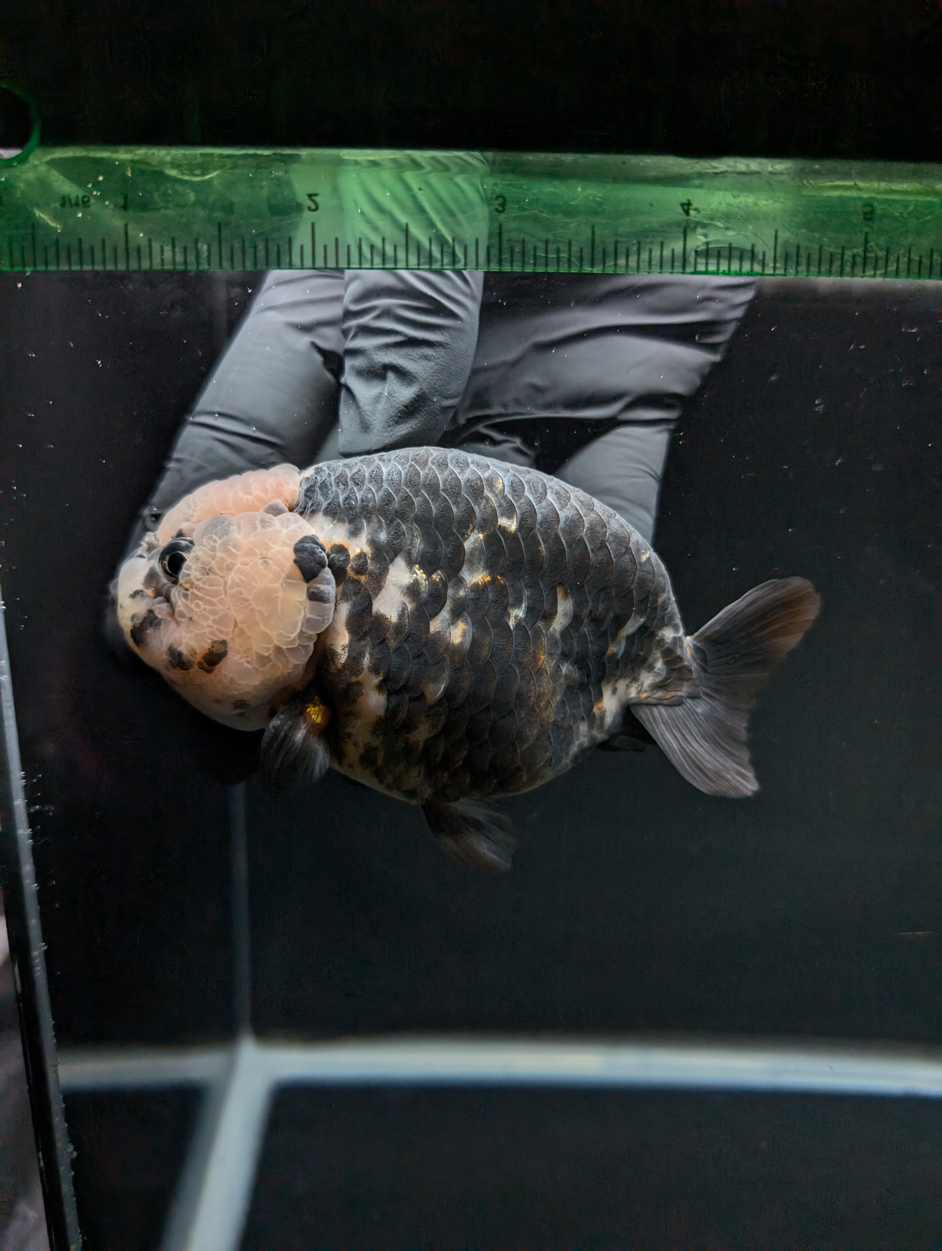 Jumbo Ranchu Heavy Ink Calico 4.5"-5" in. ID#828R8A-053