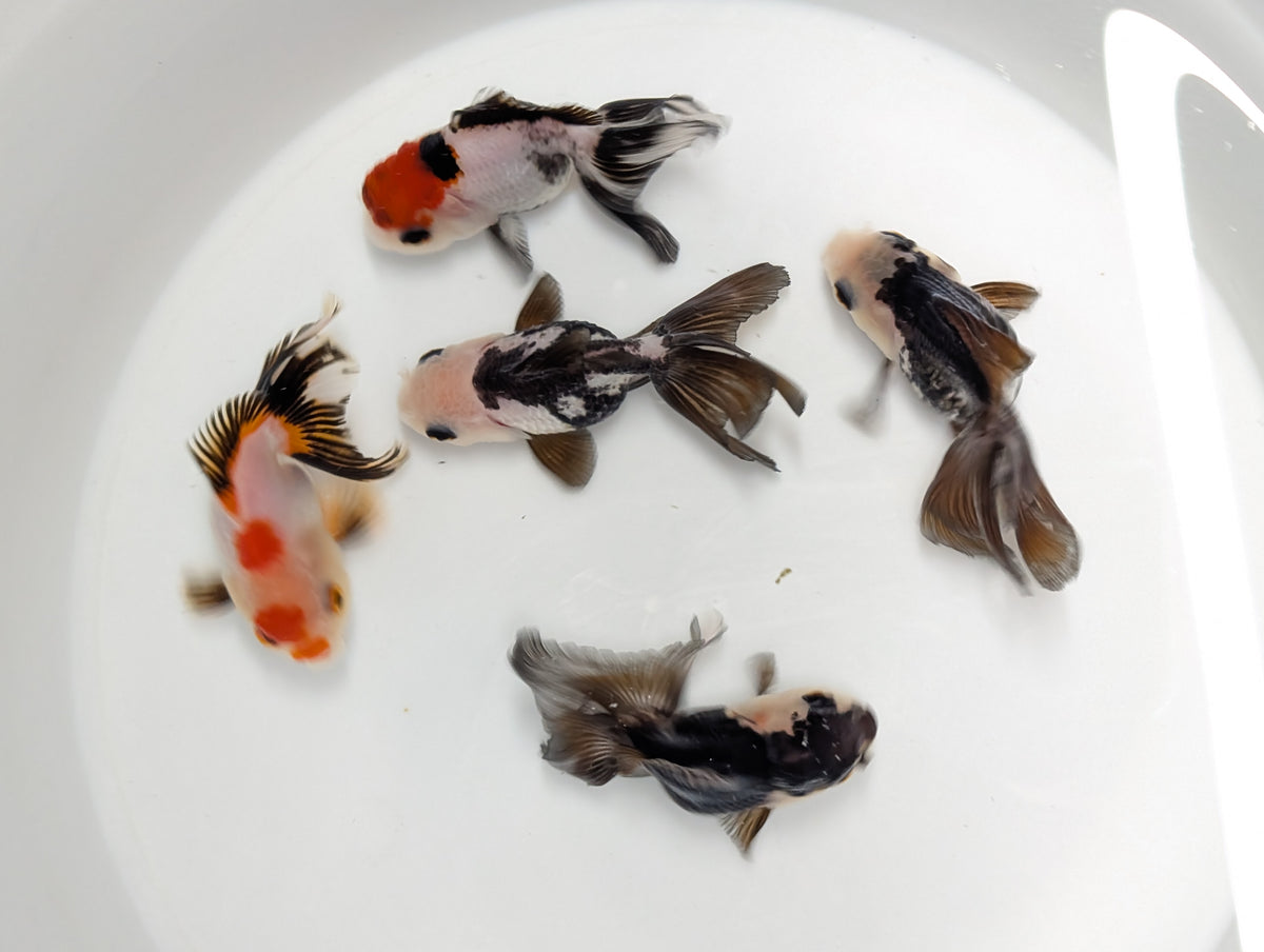 BULK 5PACK  - Thai Oranda Tricolor / Panda Mix 3"-3.5" in. *Assorted Dealers Choice
