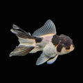 Juvenile Thai Oranda Panda 3"in.  ID#821T1A-022