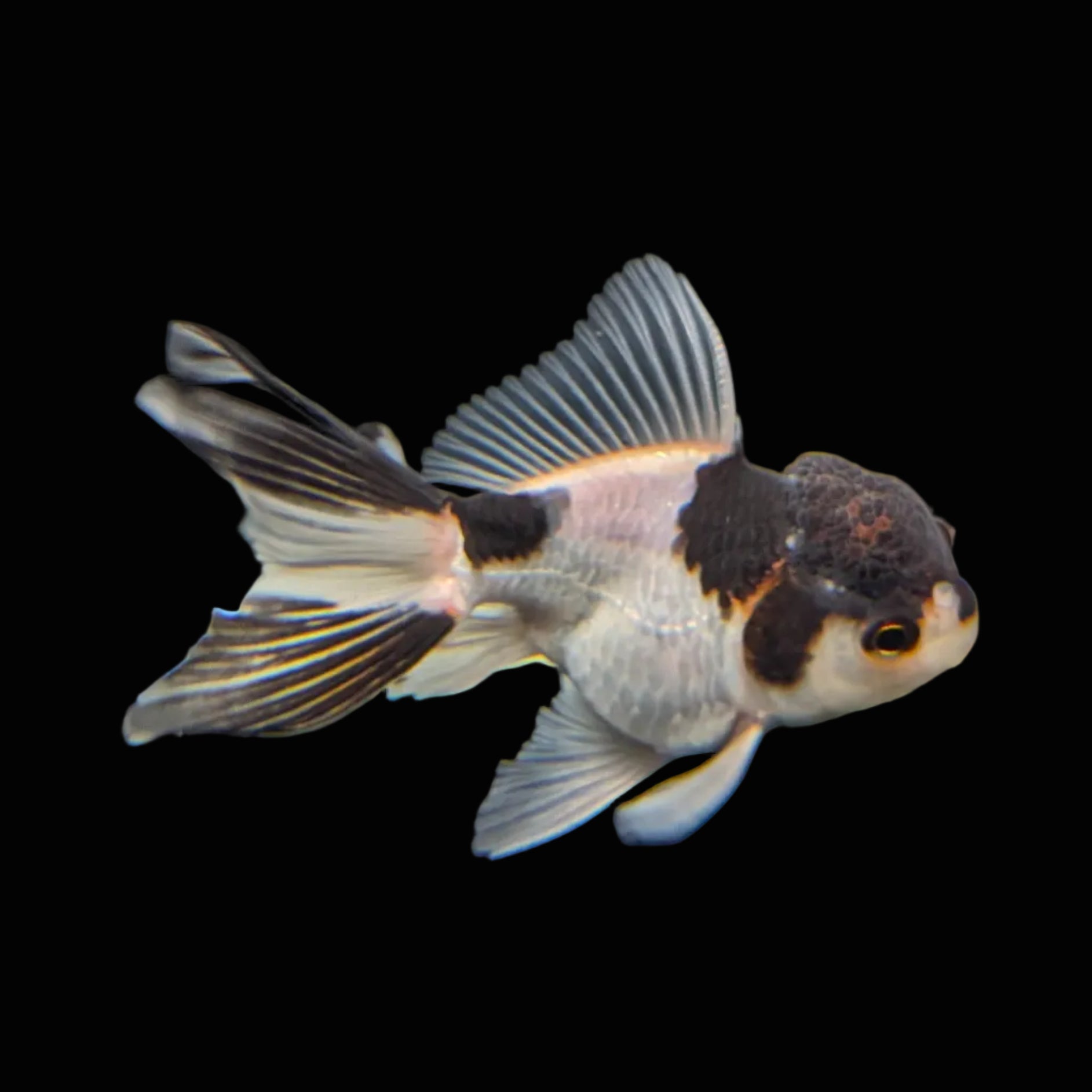 Juvenile Thai Oranda Panda 3"in.  ID#821T1A-022