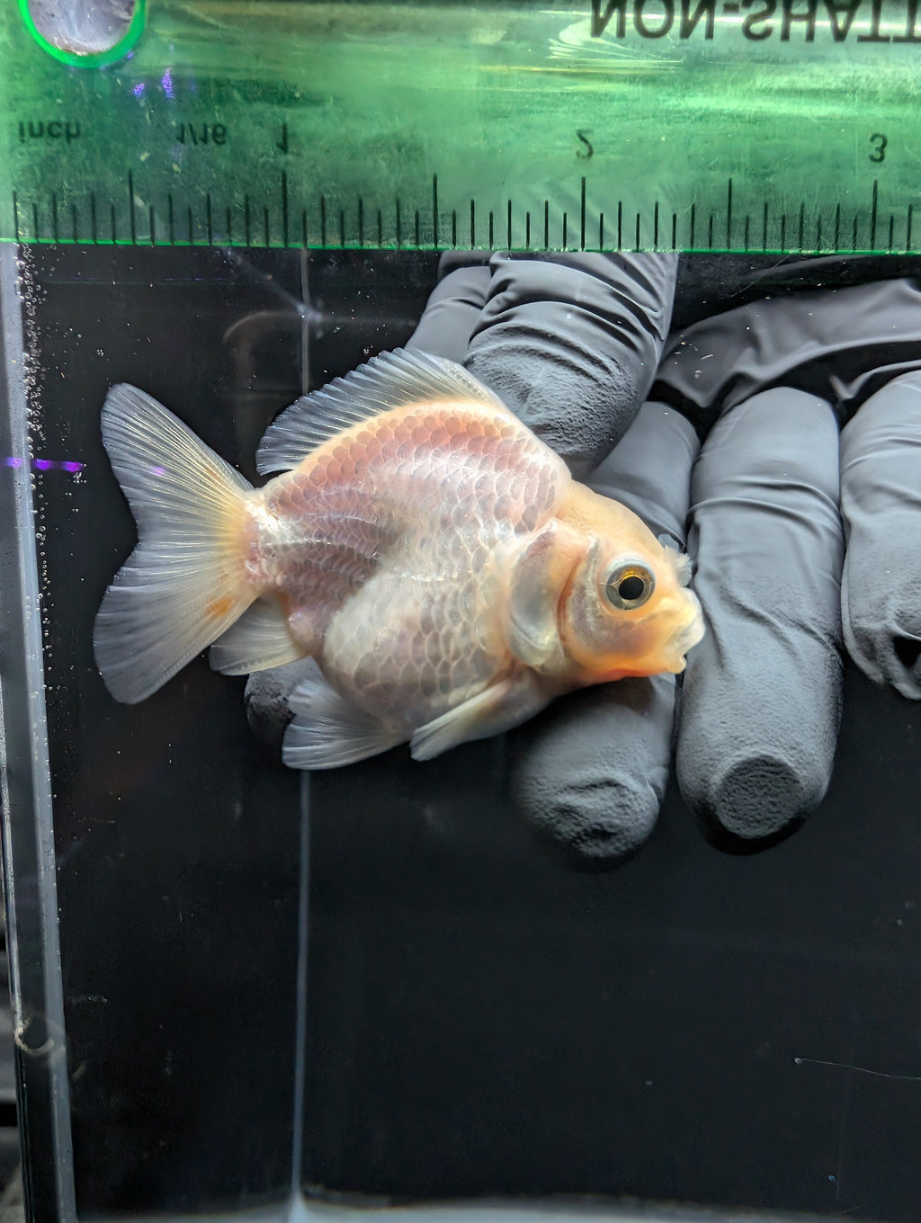 Baby Thai Shogun Oranda White 2"-2.5" in. ID#1016BSG11A-008