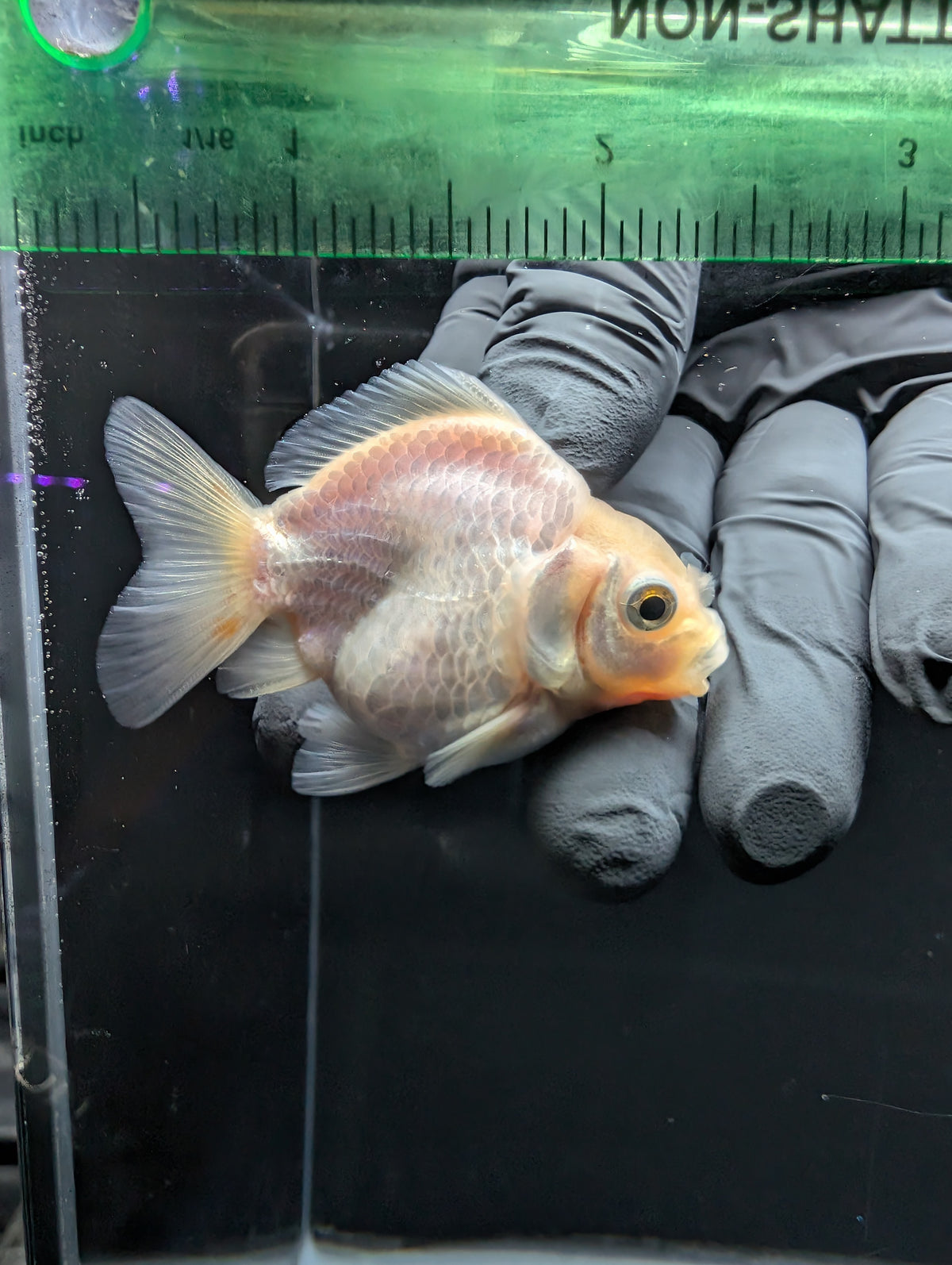 Baby Thai Shogun Oranda White 2"-2.5" in. ID#1016BSG11A-008