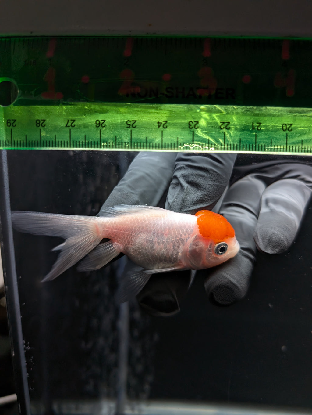 Juvenile Oranda  Red Cap 3"-3.5"in.  ID#619T1A-020