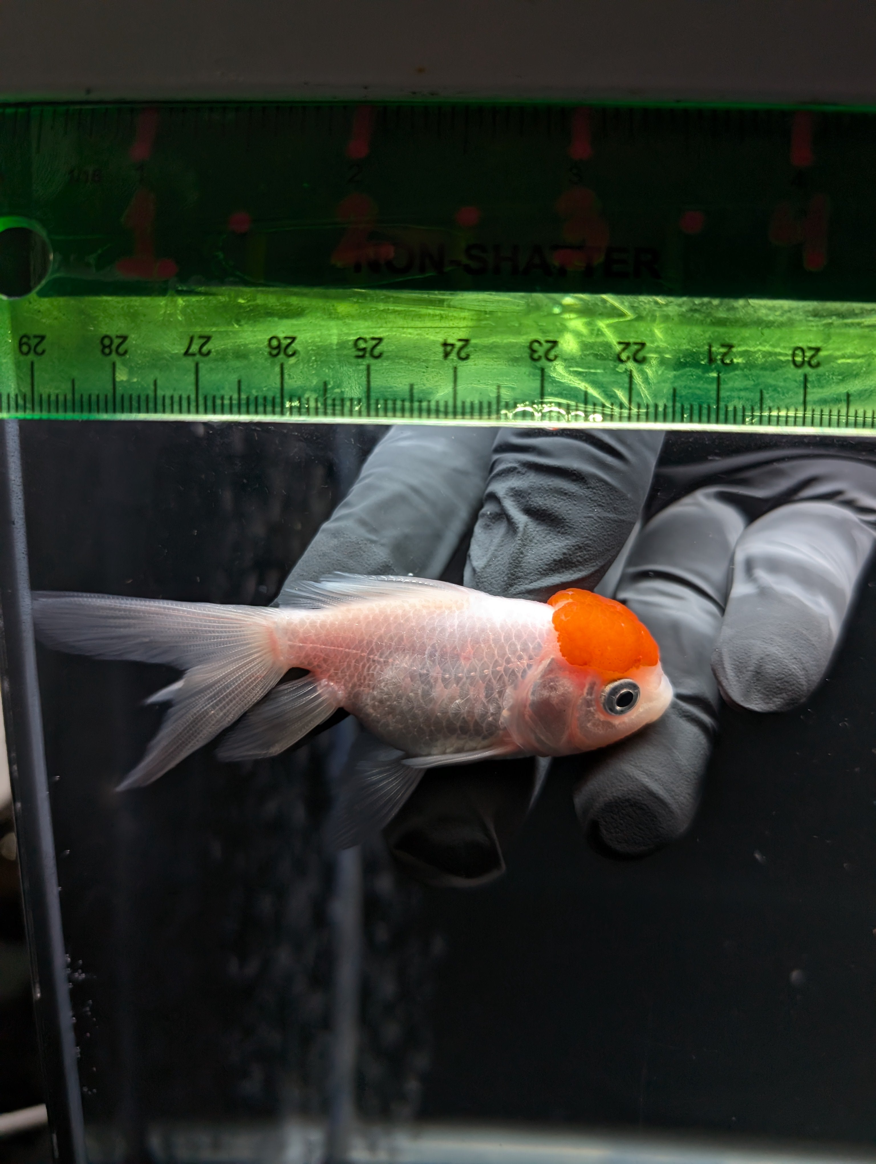 Juvenile Oranda  Red Cap 3"-3.5"in.  ID#619T1A-020