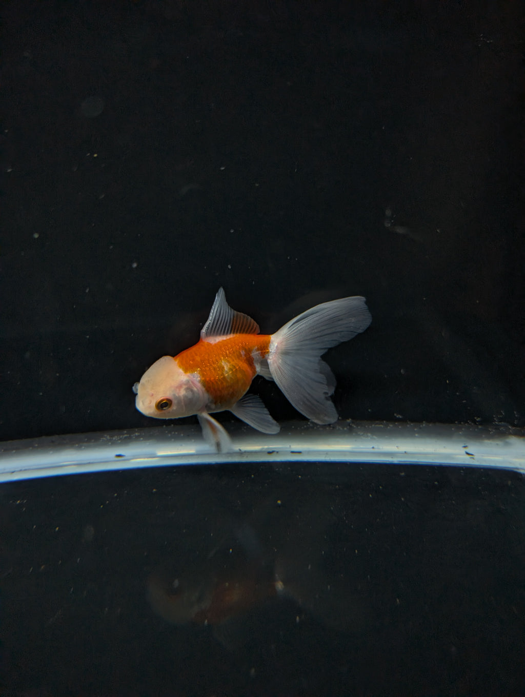 Juvenile Oranda  Red White 3"-3.5"in.  ID#619T1A-012
