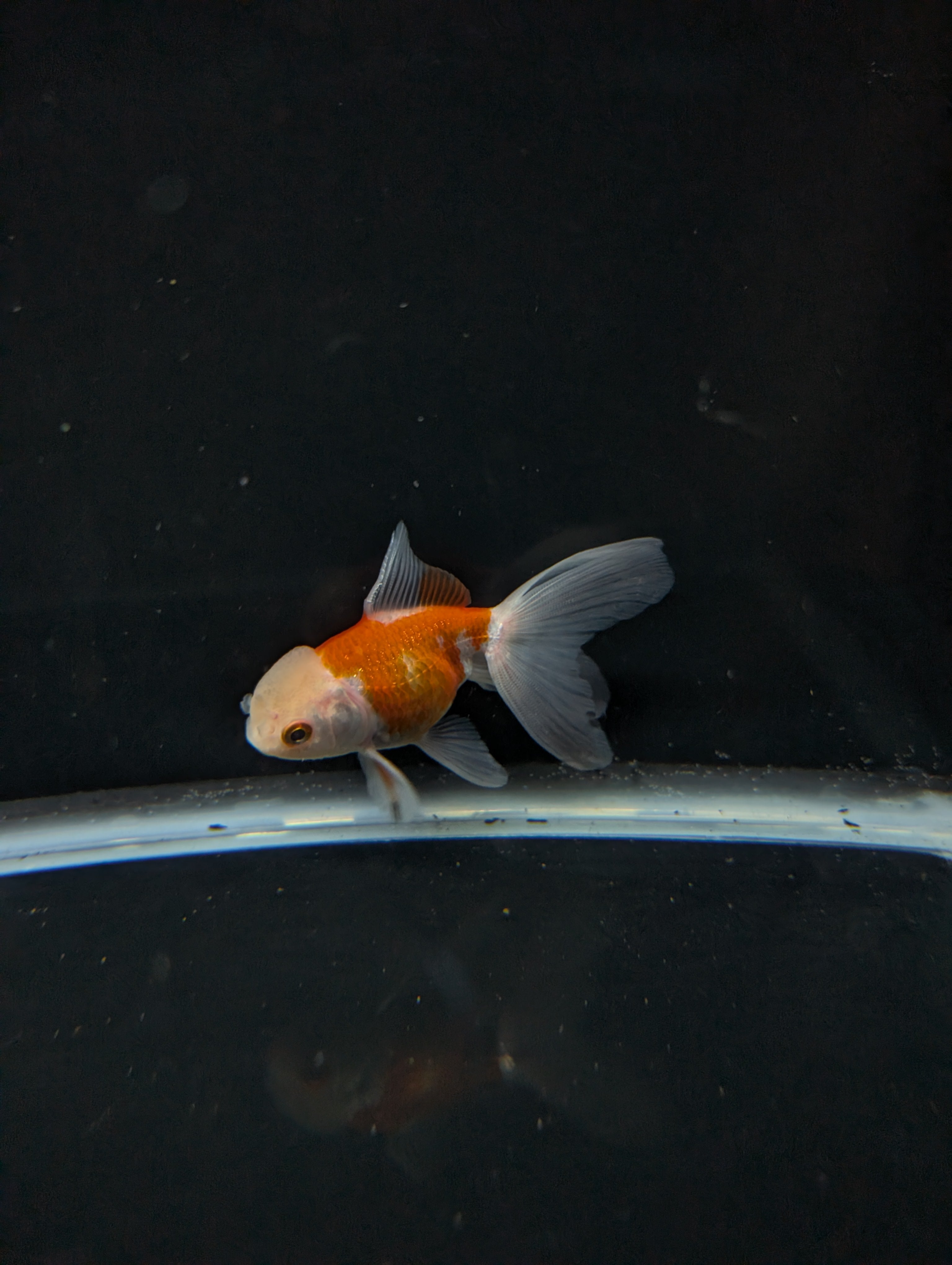 Juvenile Oranda  Red White 3"-3.5"in.  ID#619T1A-012