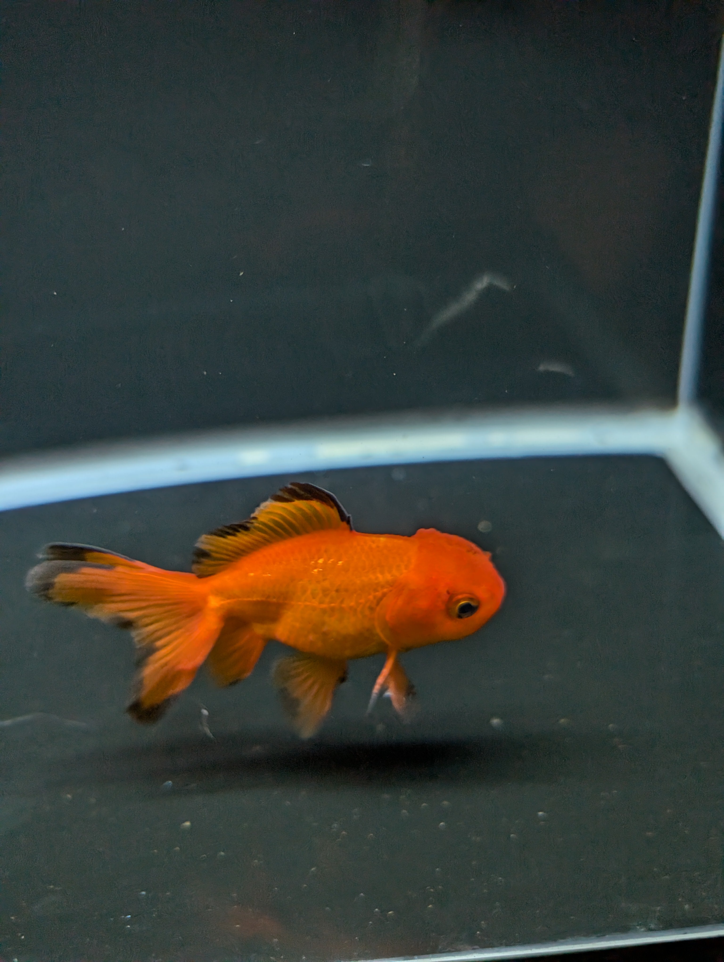 Juvenile Oranda Red Black 3"-3.5"in.  ID#522T1A-004 Please See Notes.