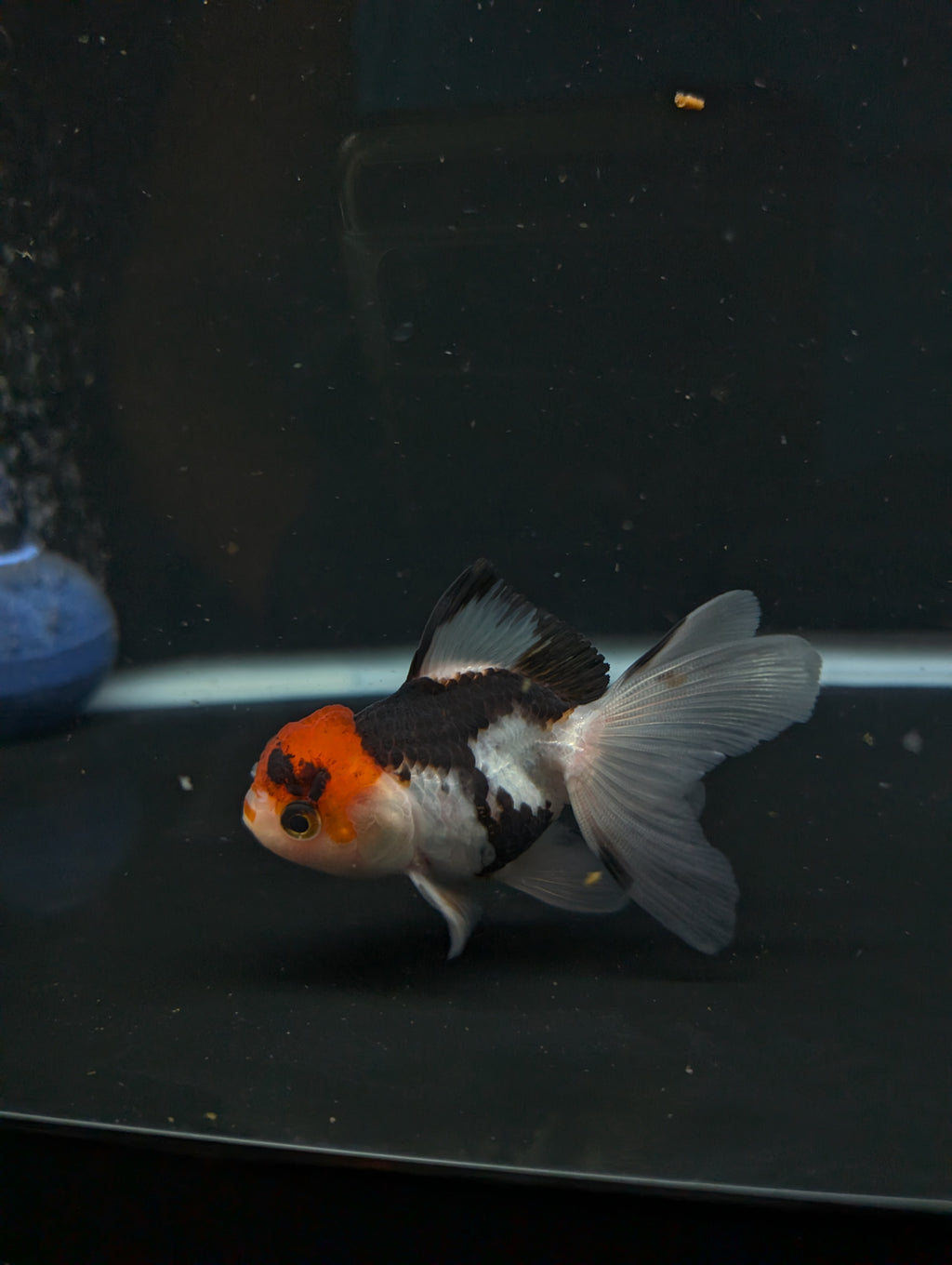 Thai Juvenile Oranda Tricolor 3"-3.5" in.  ID#626T1A-005