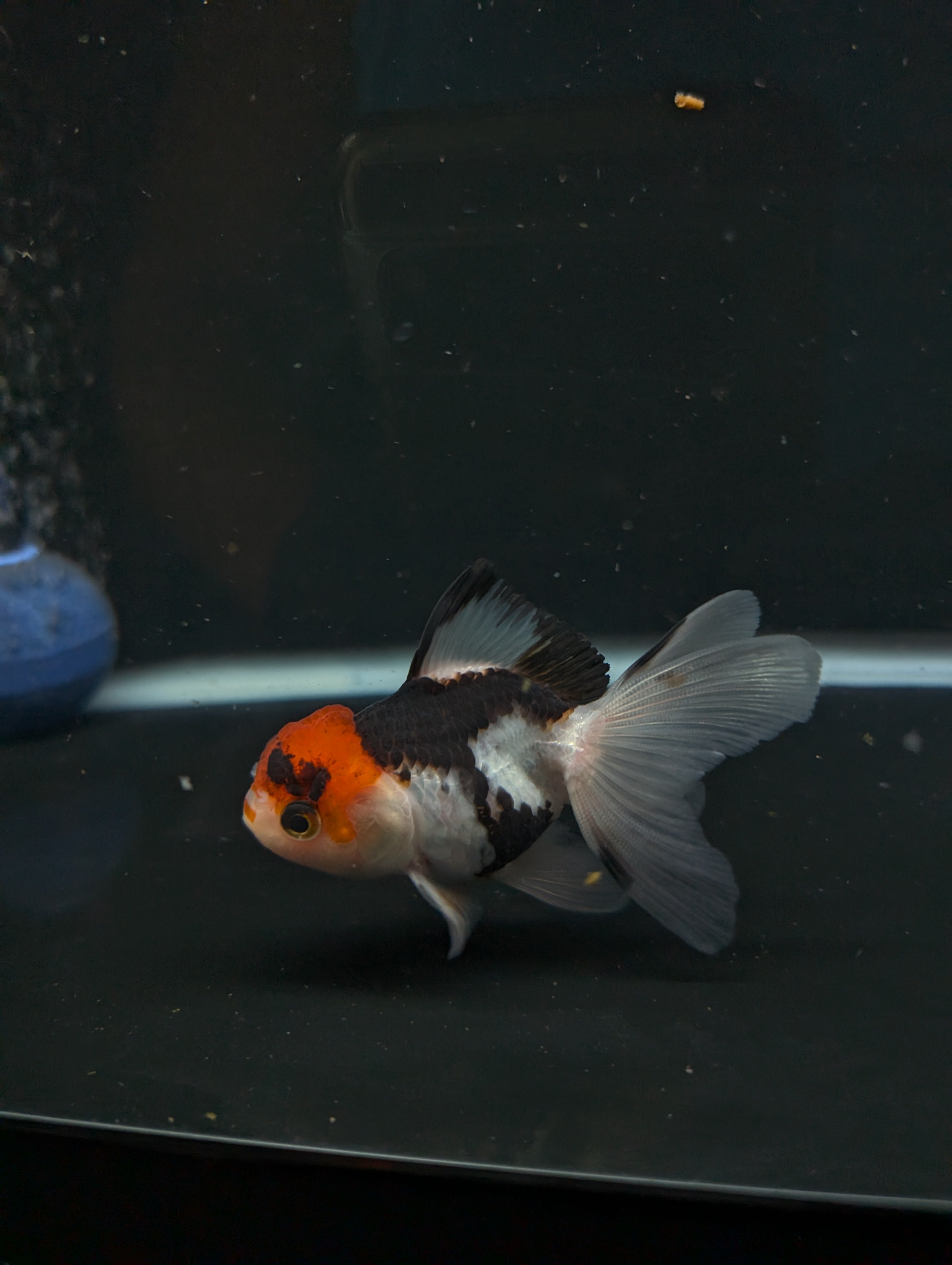Thai Juvenile Oranda Tricolor 3"-3.5" in.  ID#626T1A-005
