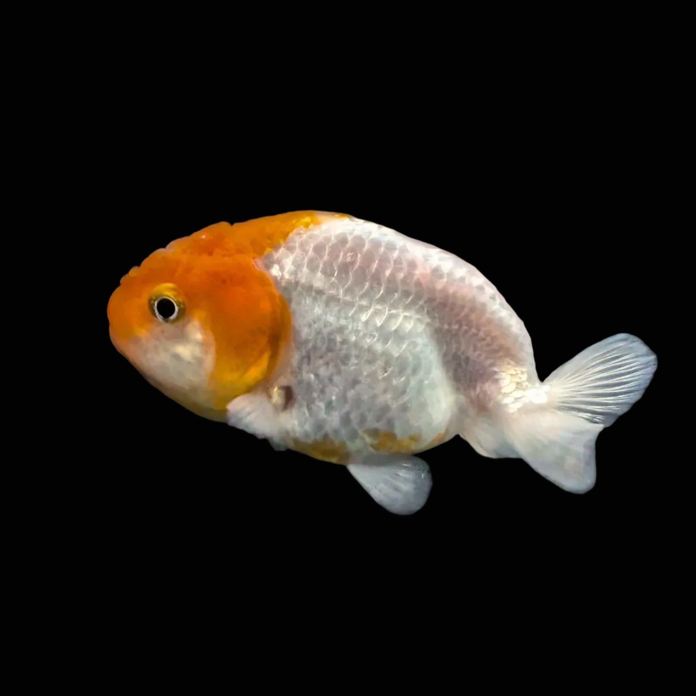 Ranchu Red White 3"-3.5" in. ID#417R13A-007