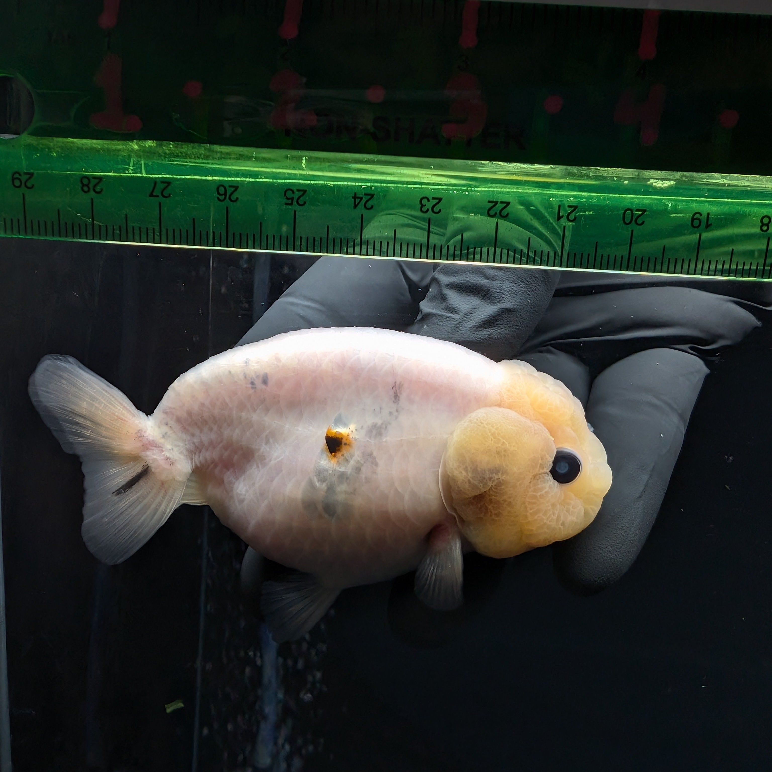 Jumbo Ranchu Pearl White 4" in. ID#626R8A-001 Please See Notes.