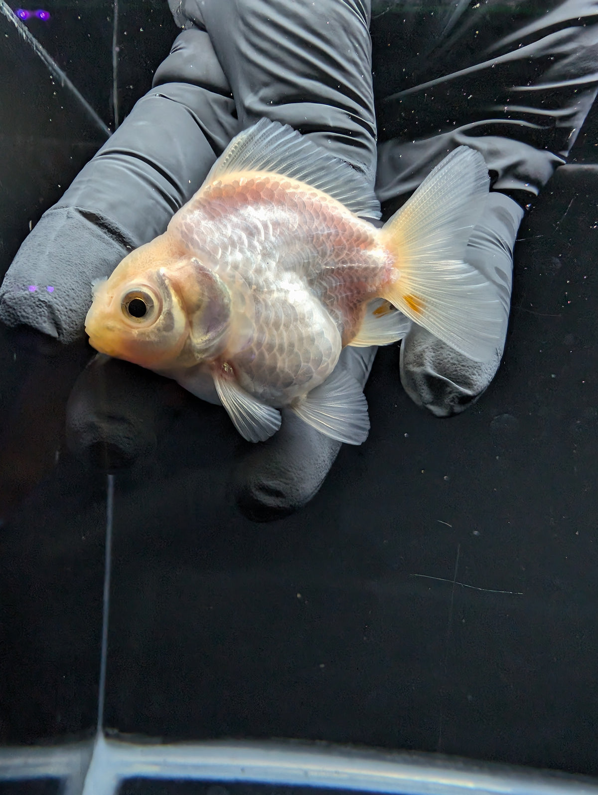 Baby Thai Shogun Oranda White 2"-2.5" in. ID#1016BSG11A-008
