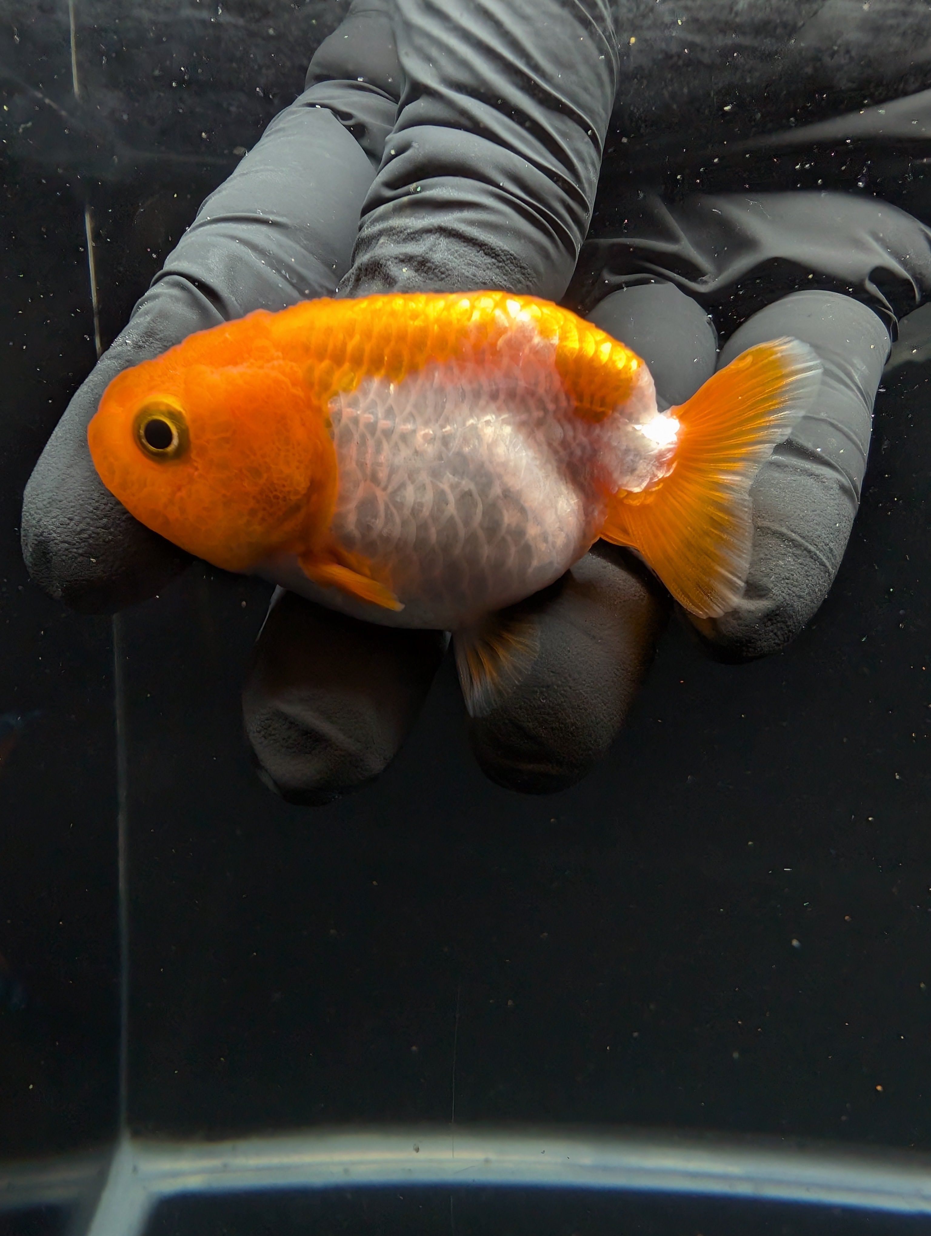 Baby Ranchu Red White 2.5"-3" in. ID#605R4A-071