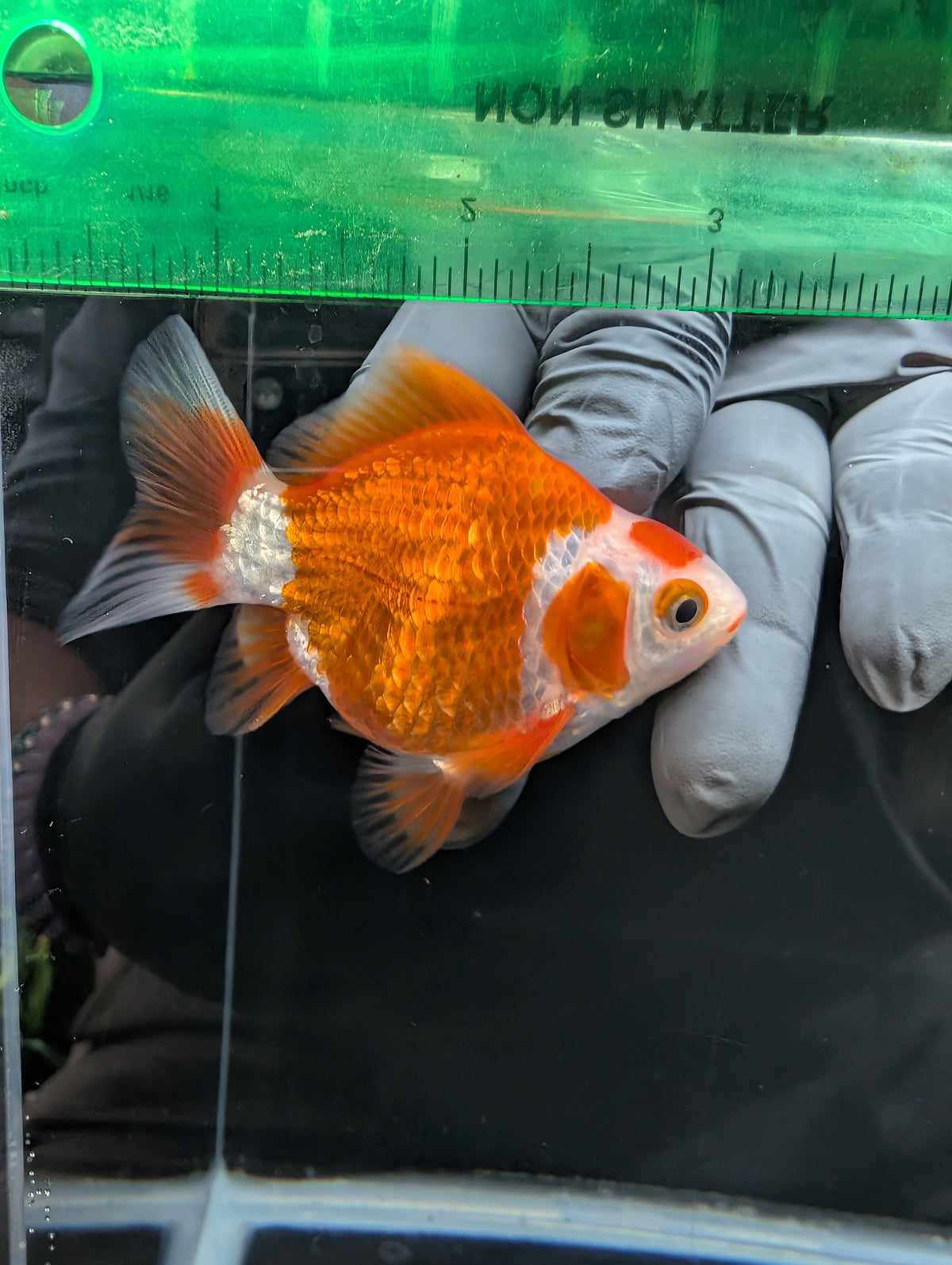 Tamasaba Red White 3.5"in. ID#1023TM1B-034