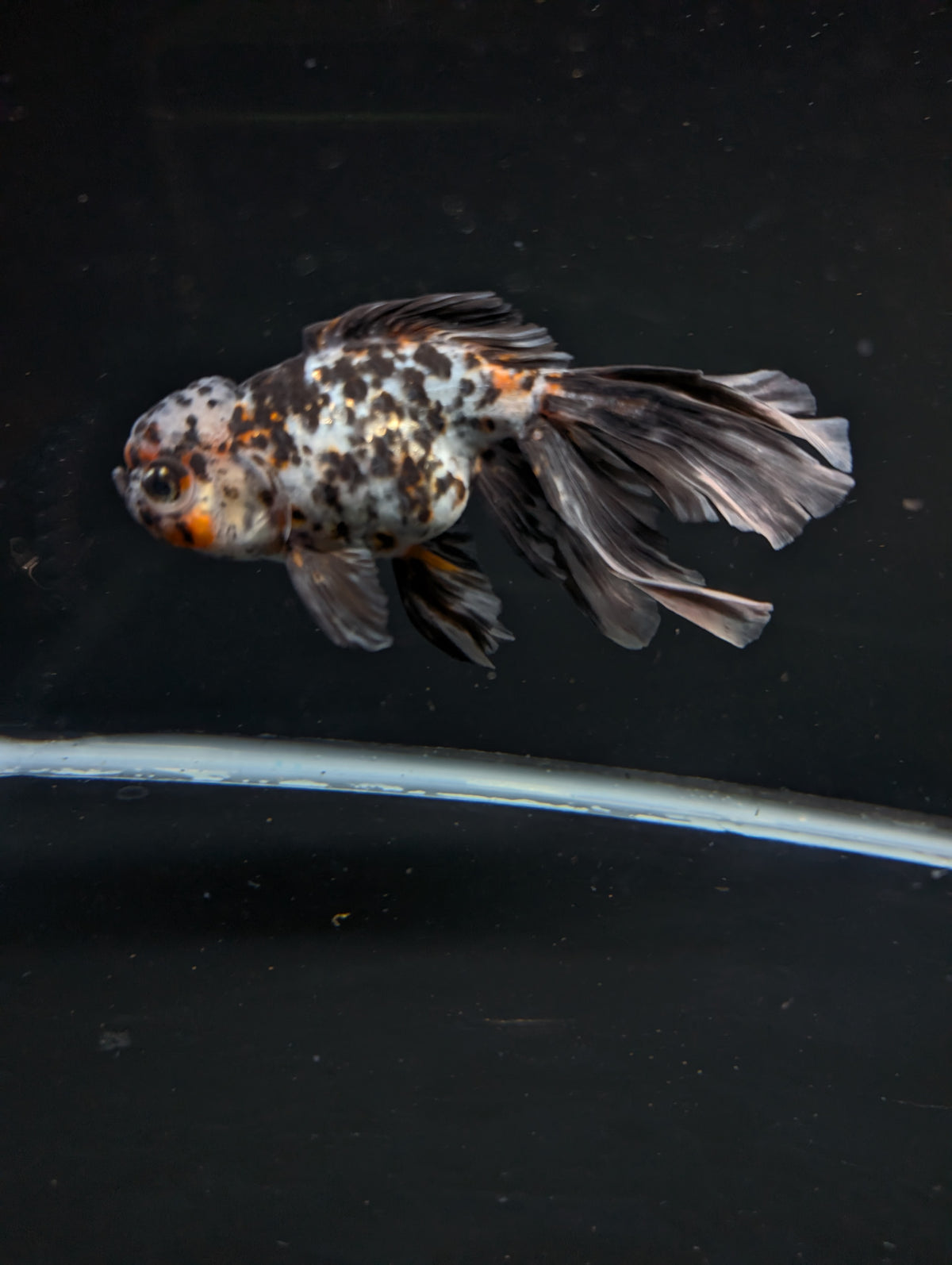Calico Oranda 4.5"-5"in. ID#911LB2A-002