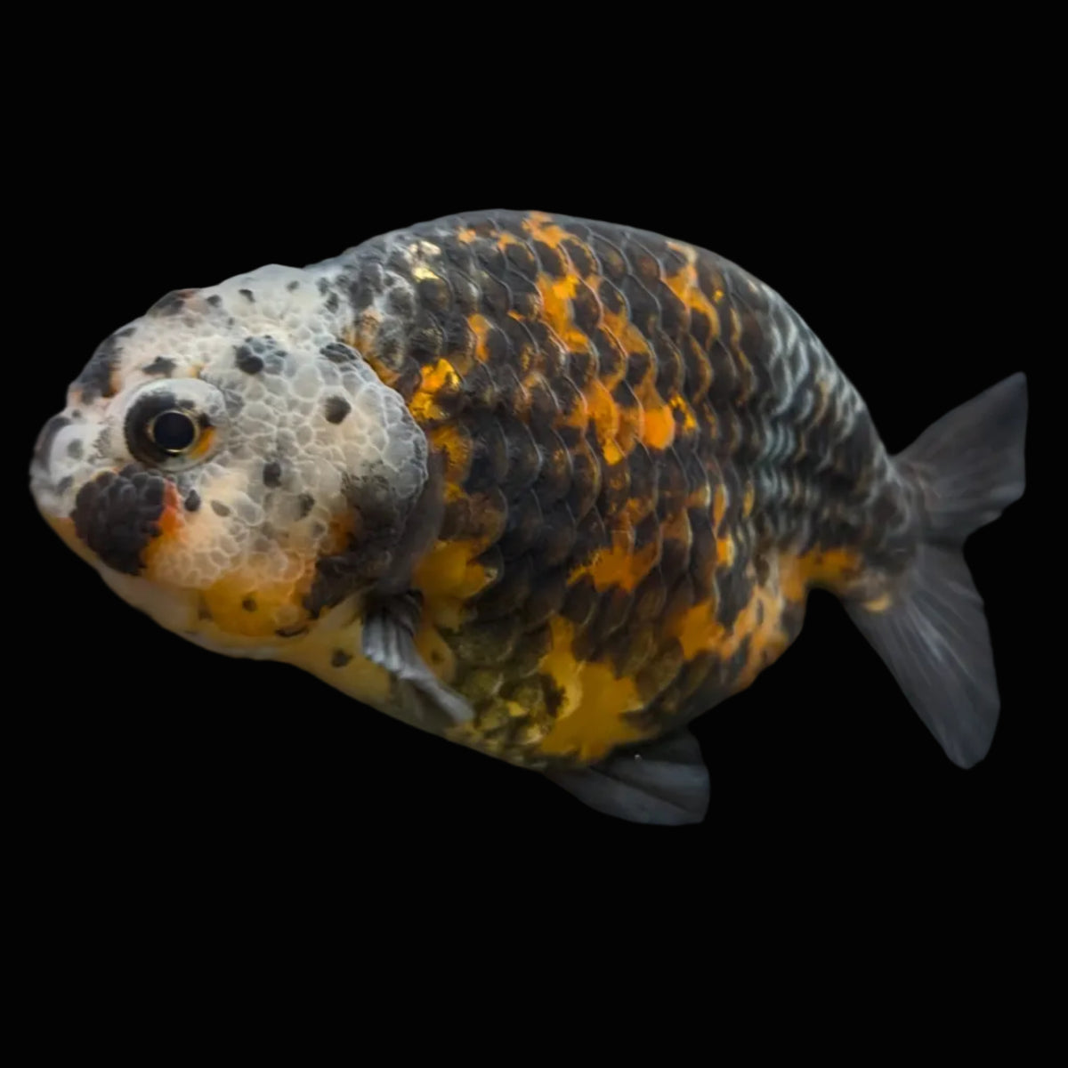 Jumbo Ranchu Kirin Calico 4"-4.5" in. ID#918R8A-074
