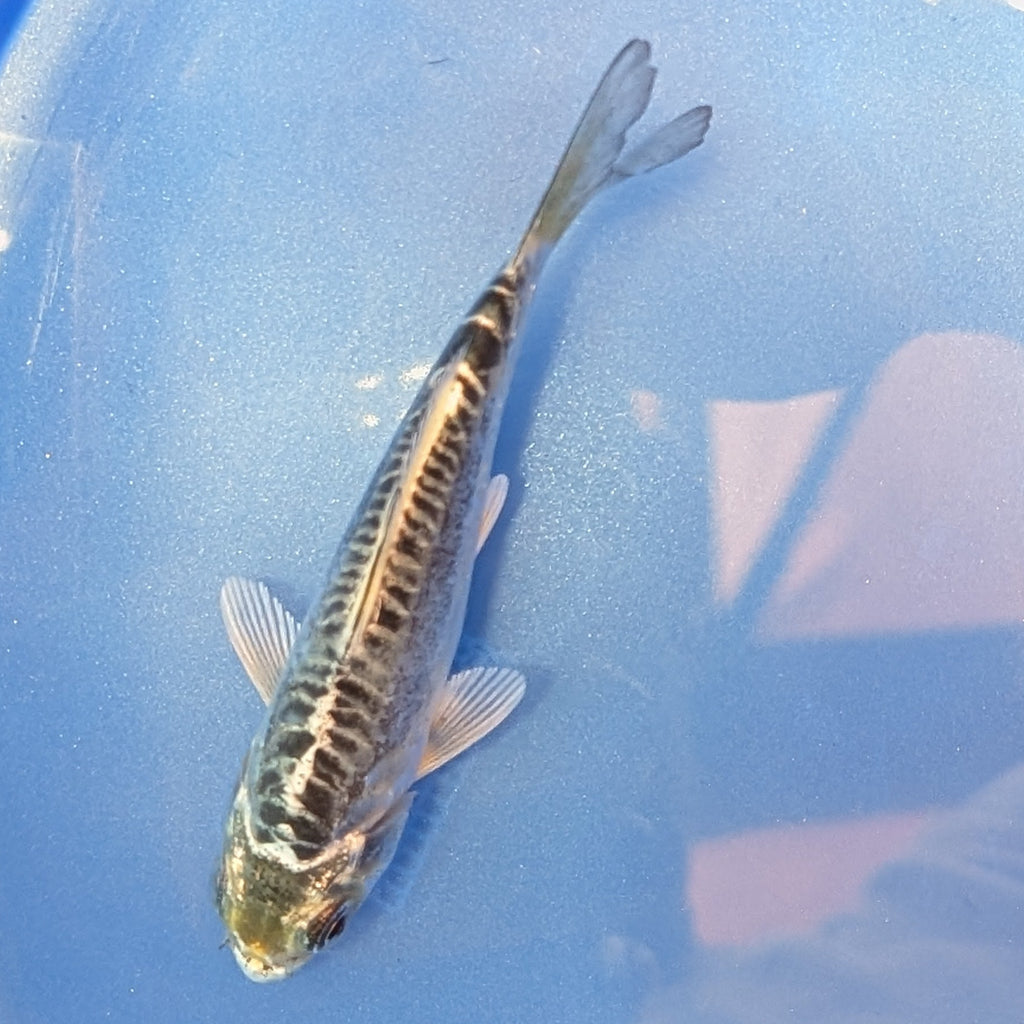 Doitsu Kikokuryu Koi  4"in. ID#806BFK-012