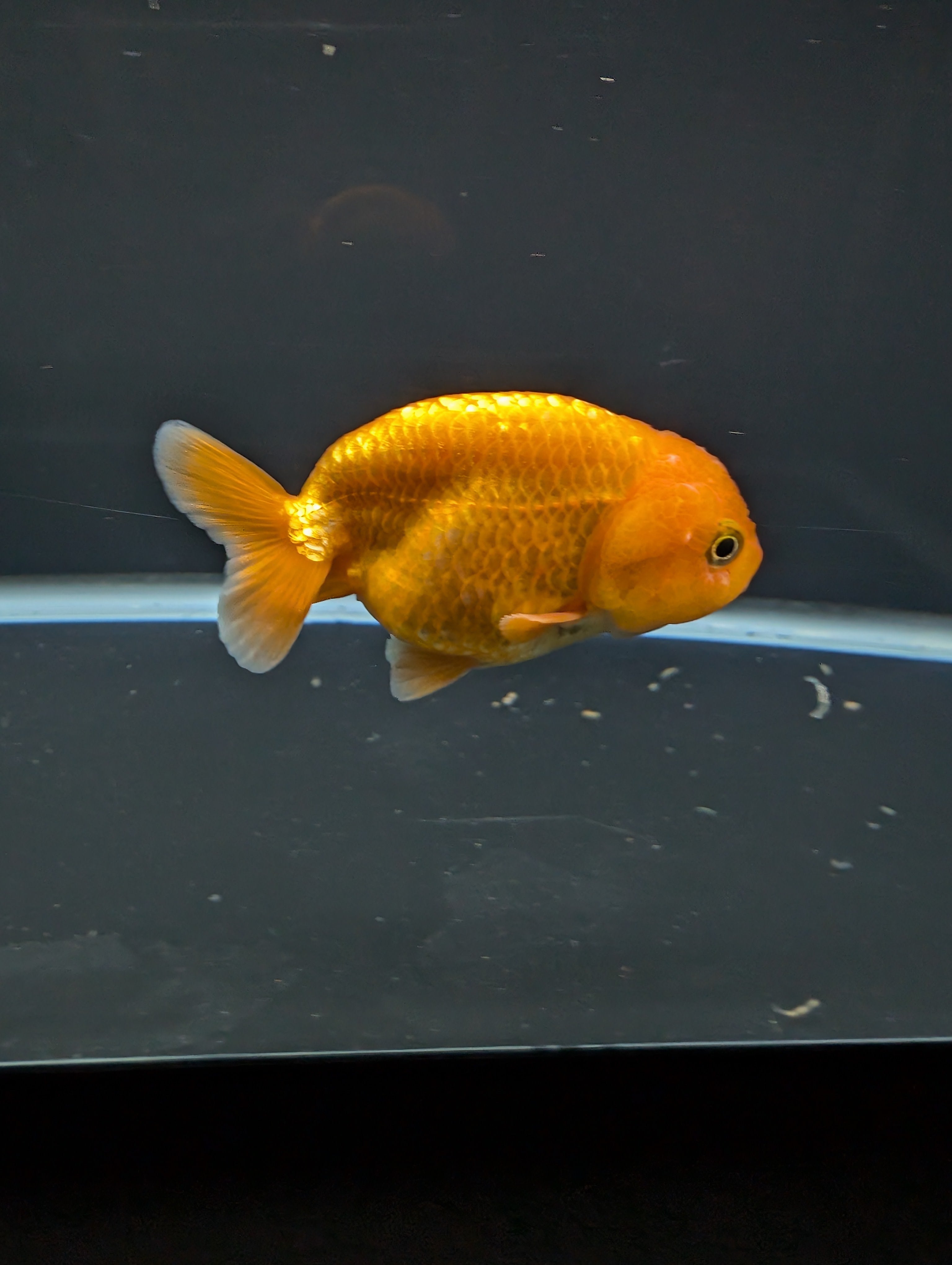 Ranchu Red White 3"-3.5" in. ID#501R13A-021