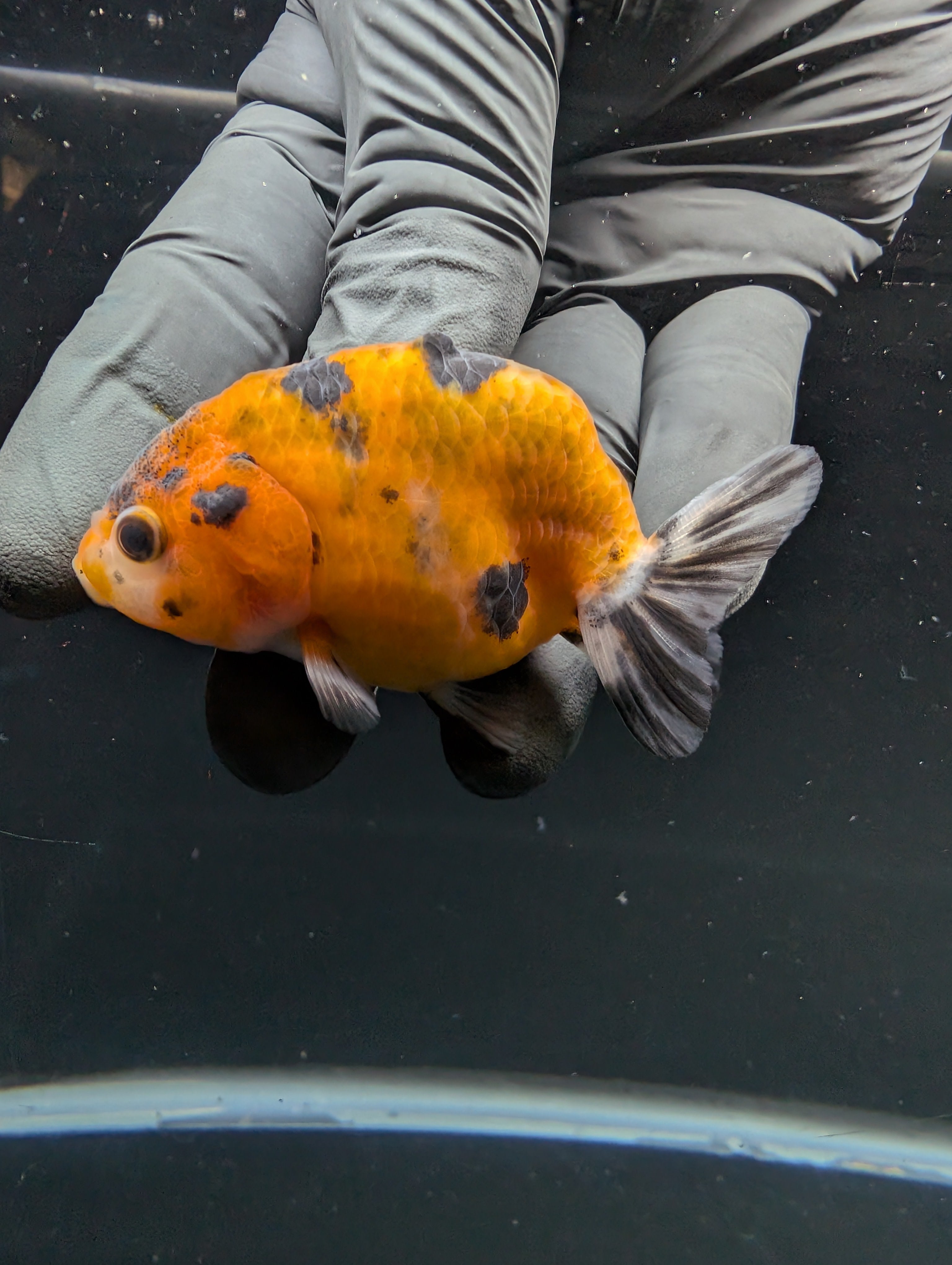 Ranchu Calico 2.5"-3" in. ID#717R4A-009
