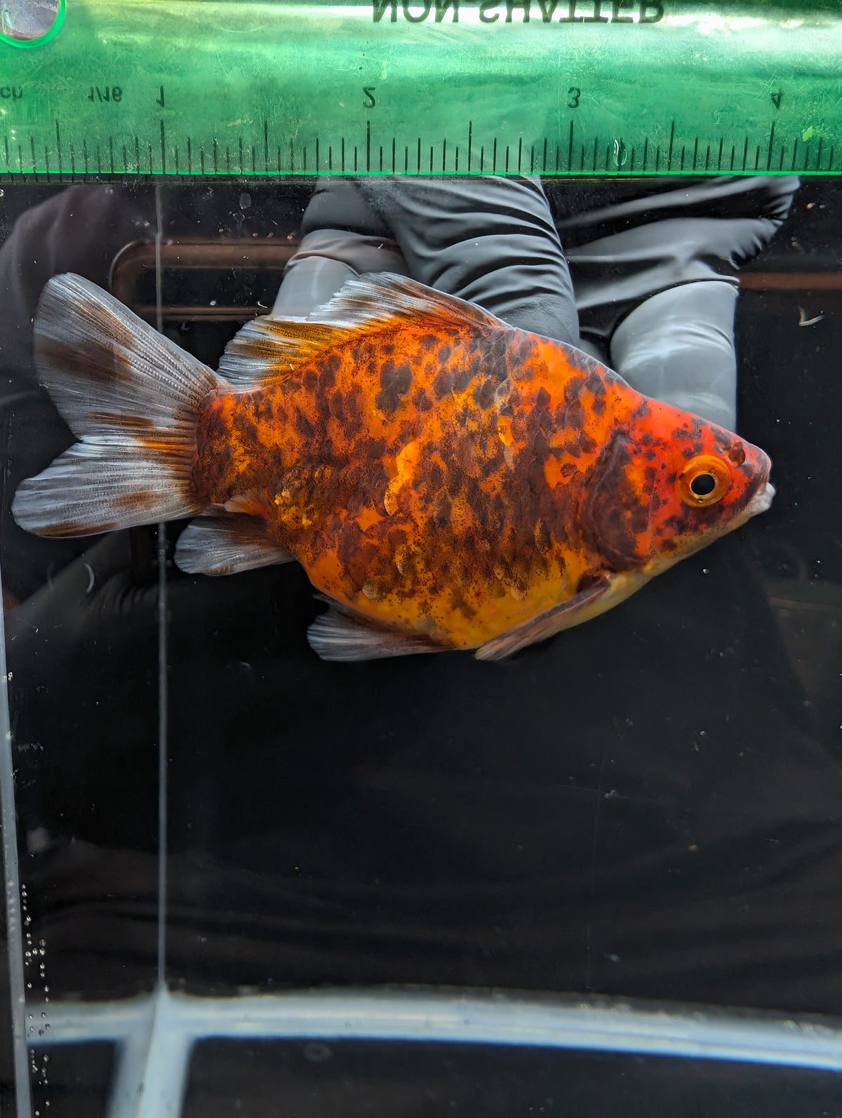 Tamasaba Calico 4" in. ID#1023TM1B-021