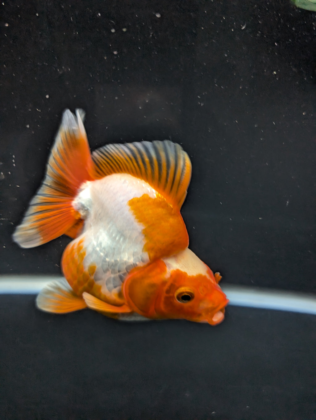Jumbo Ryukin Short Tail Red White 4.5" in. ID#828STR5B-003