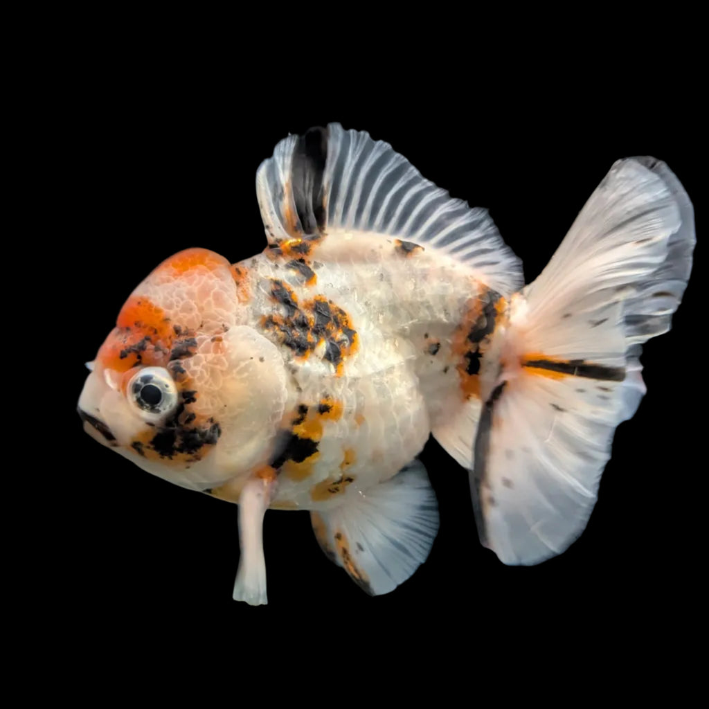 Jumbo Oranda Shogun Style Short Body Calico  5"-5.5" in. ID#130R2B-015