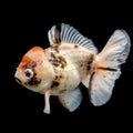 Jumbo Thai Oranda Shogun Calico  5" in. ID#130R2B-015