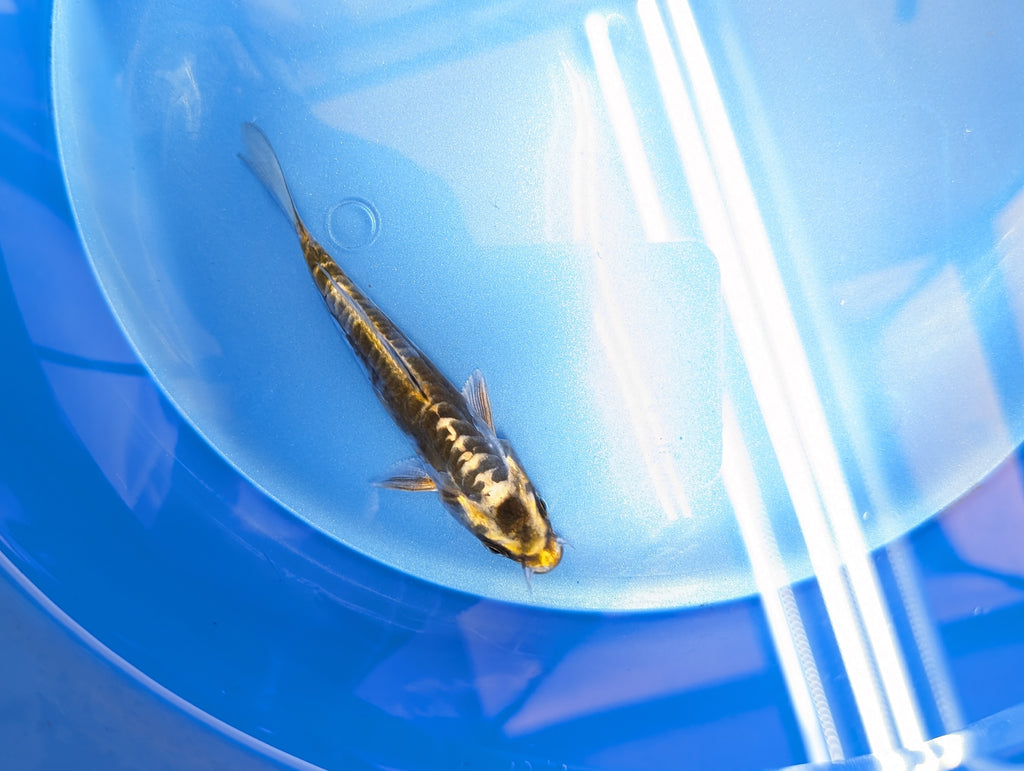 Kin Kikokuryu Koi  4"in. ID#806BFK-025