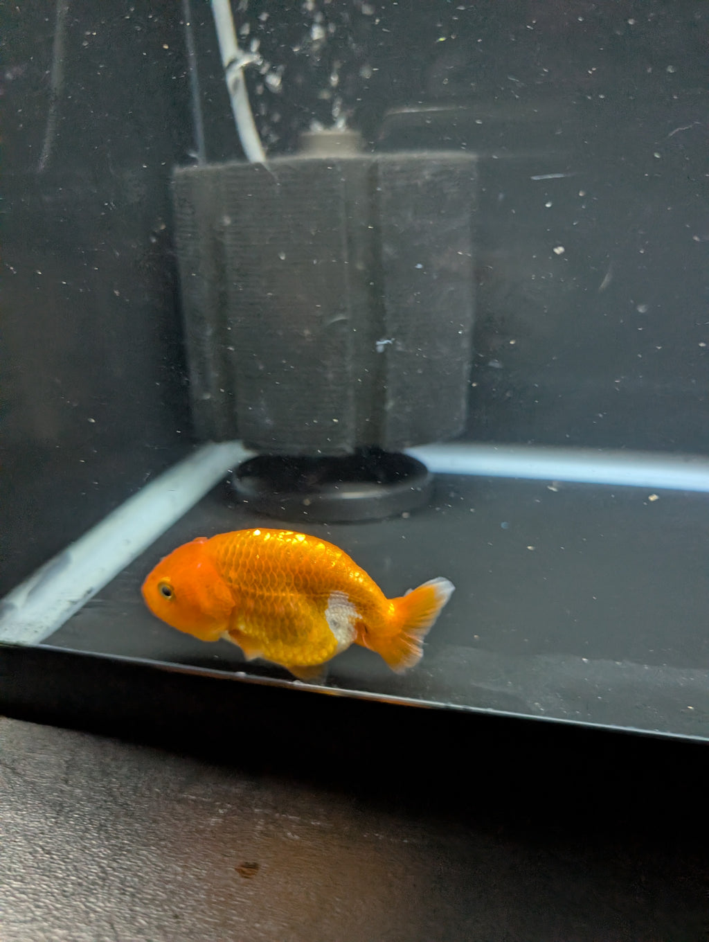 Ranchu Red White 3"-3.5" in. ID#501R13A-023