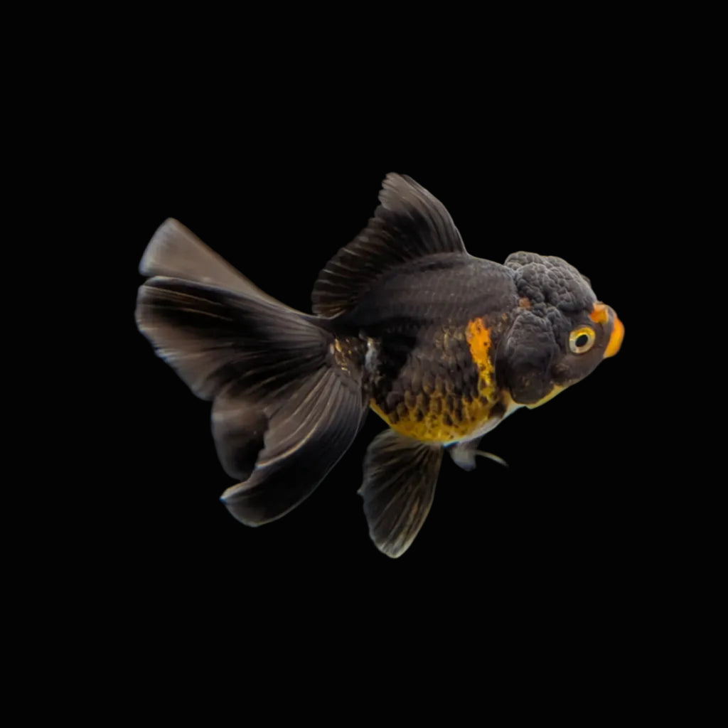 Juvenile Oranda Tricolor 3.5"-4" in.  ID#320T13b-013