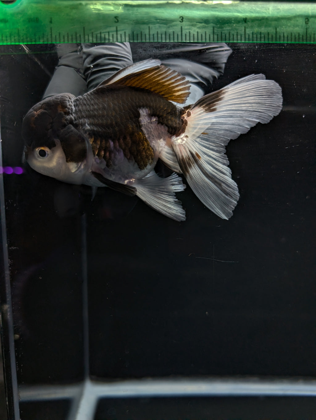 Thai Oranda Panda 4"-4.5"in.  ID#1023T1A-024